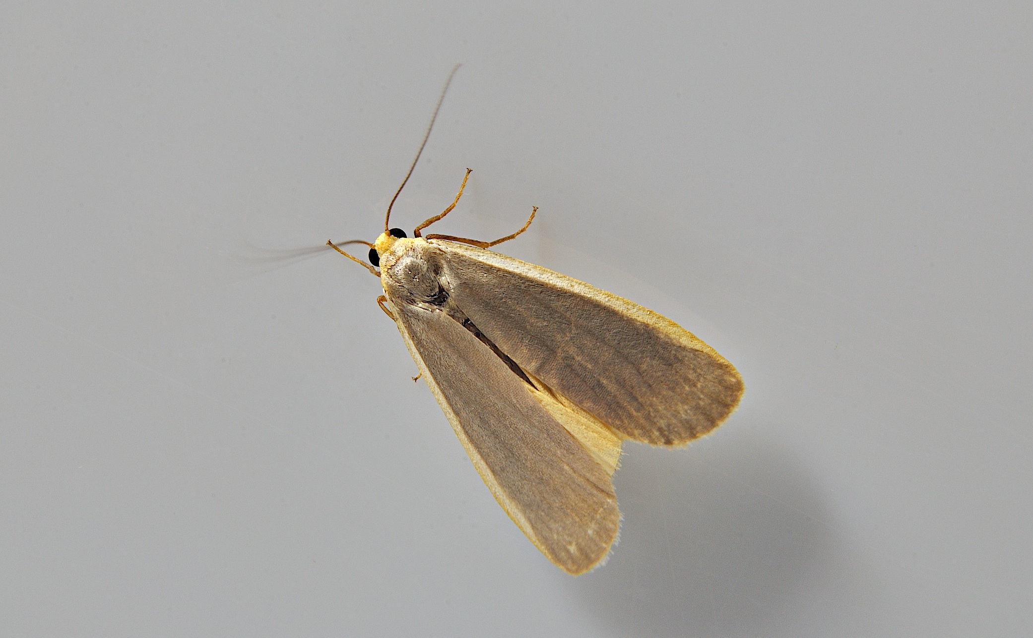 Foto A048607, © Adriaan van Os, Corsavy 18-07-2017, H�he 1000 m, Eilema depressa