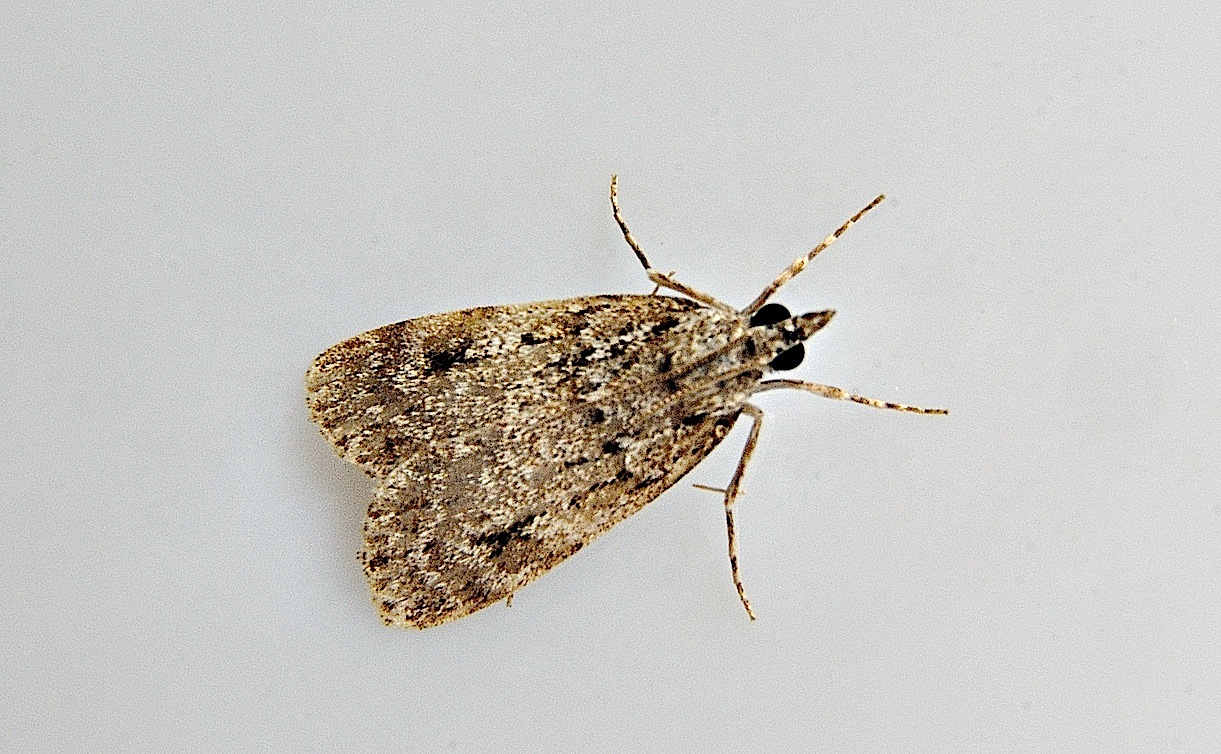 photo A048640, © Adriaan van Os, Corsavy 18-07-2017, altitudo 1100 m, Scoparia ancipitella ?