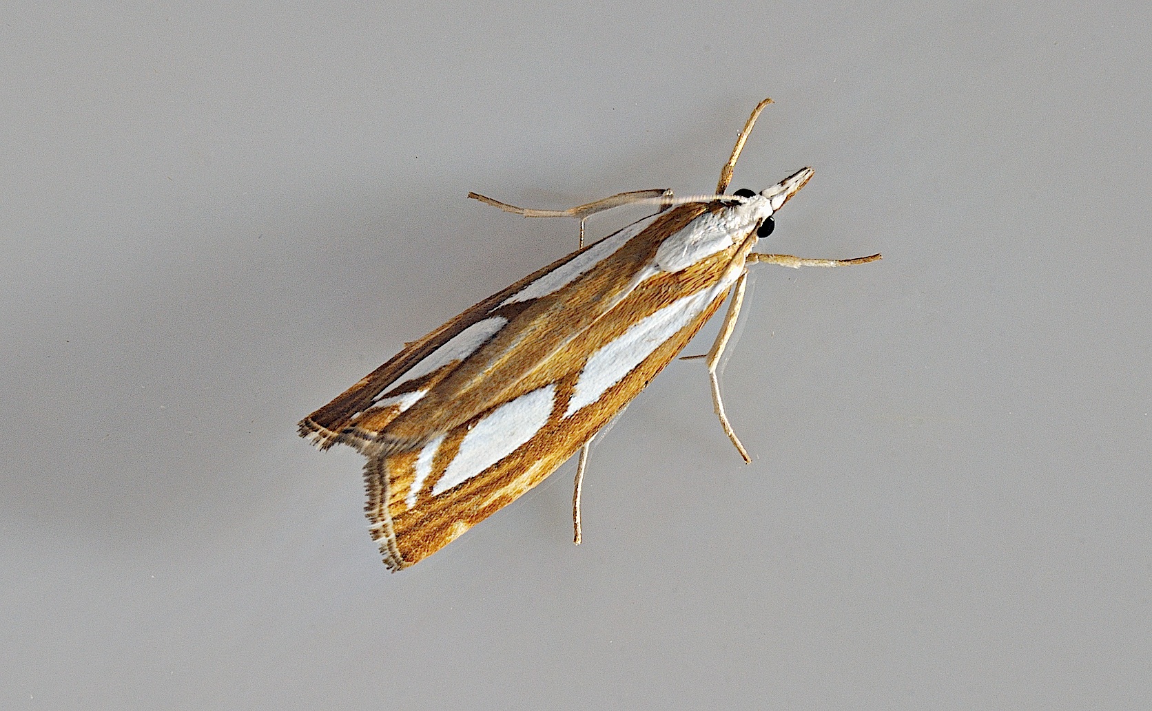 Foto A048676, © Adriaan van Os, Corsavy 18-07-2017, H�he 1100 m, Catoptria permutatellus