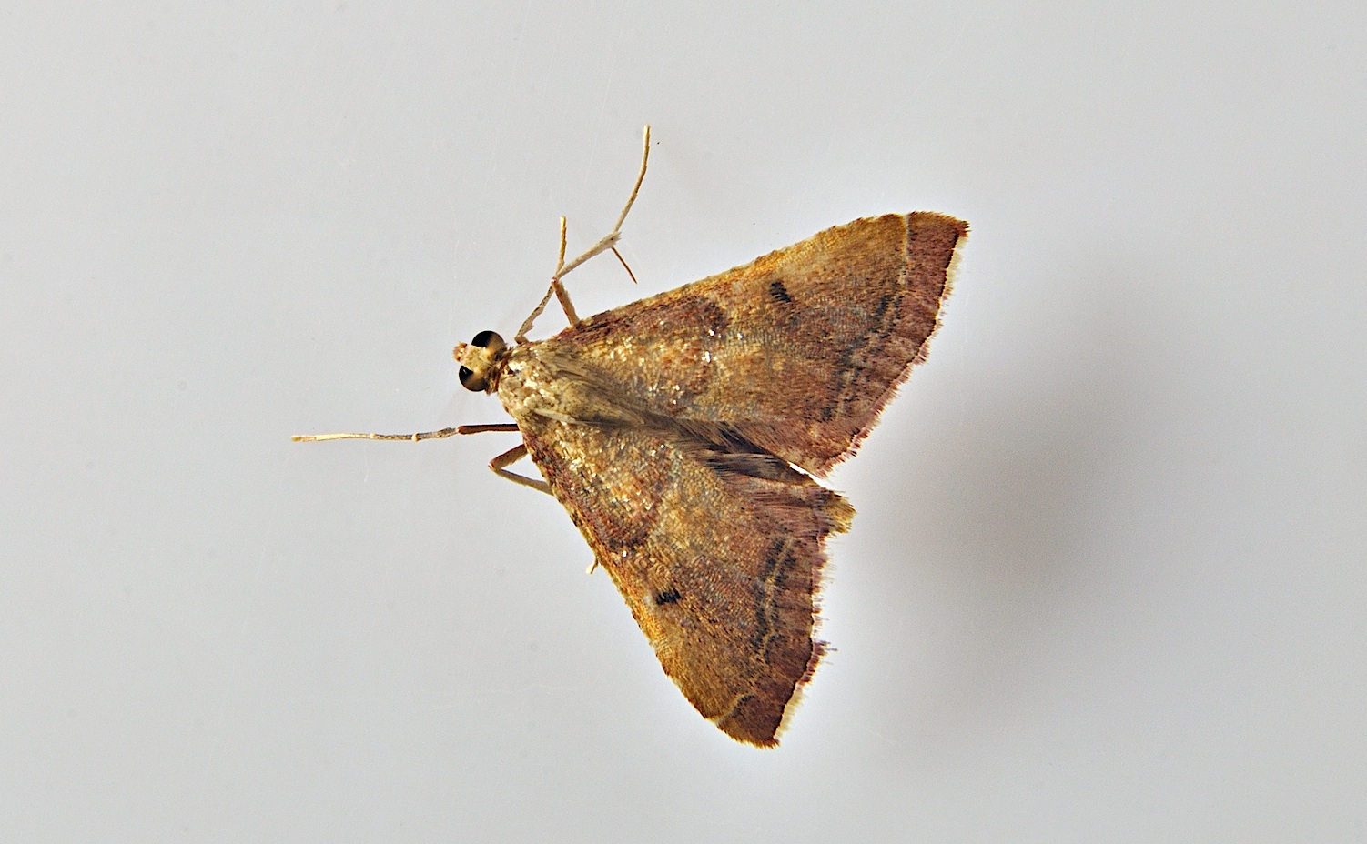 photo A048727, © Adriaan van Os, Corsavy 18-07-2017, altitudo 1000 m, Endotricha flammealis