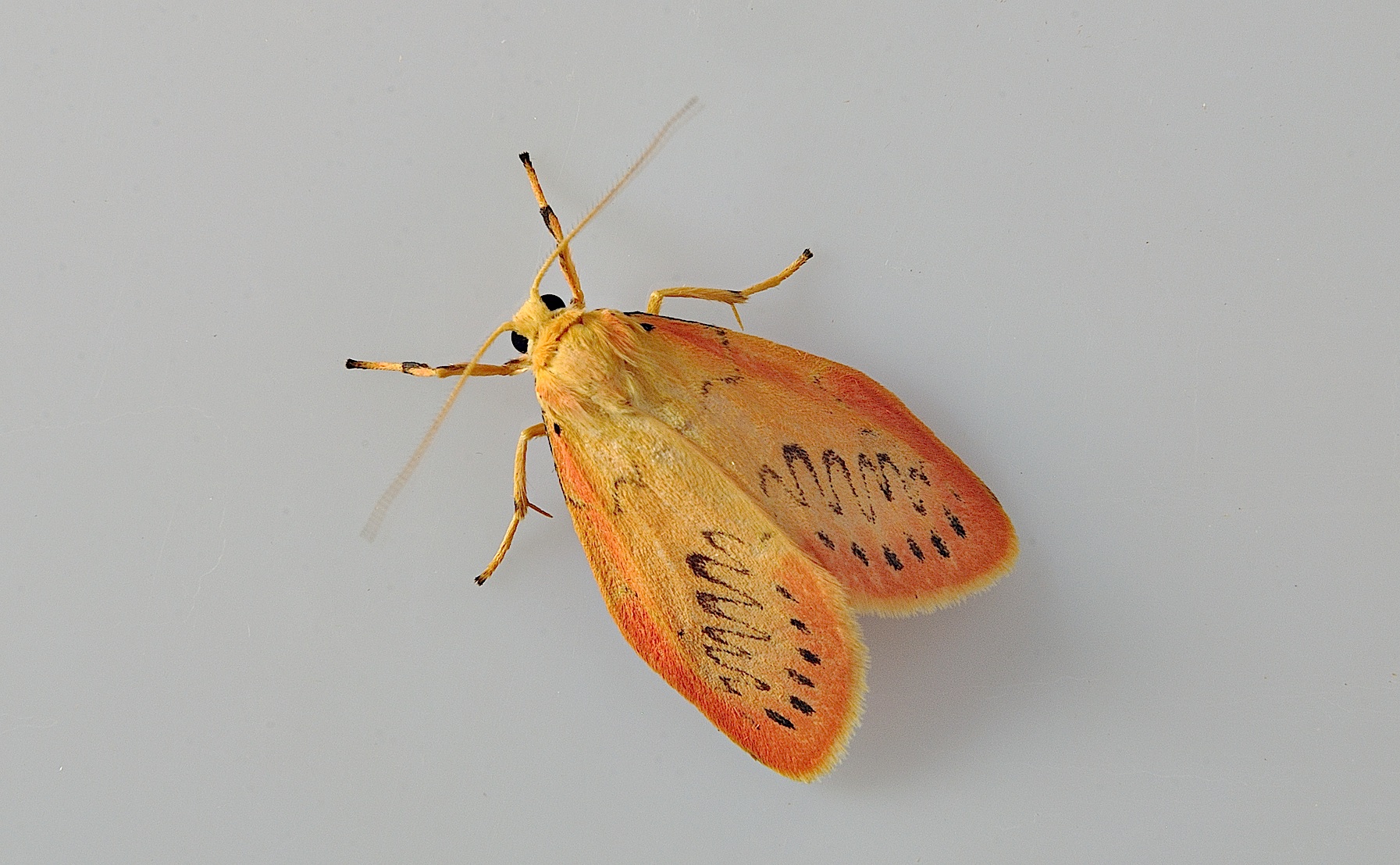 foto A048760, © Adriaan van Os, Corsavy 18-07-2017, hoogte 1100 m, Miltochrista miniata