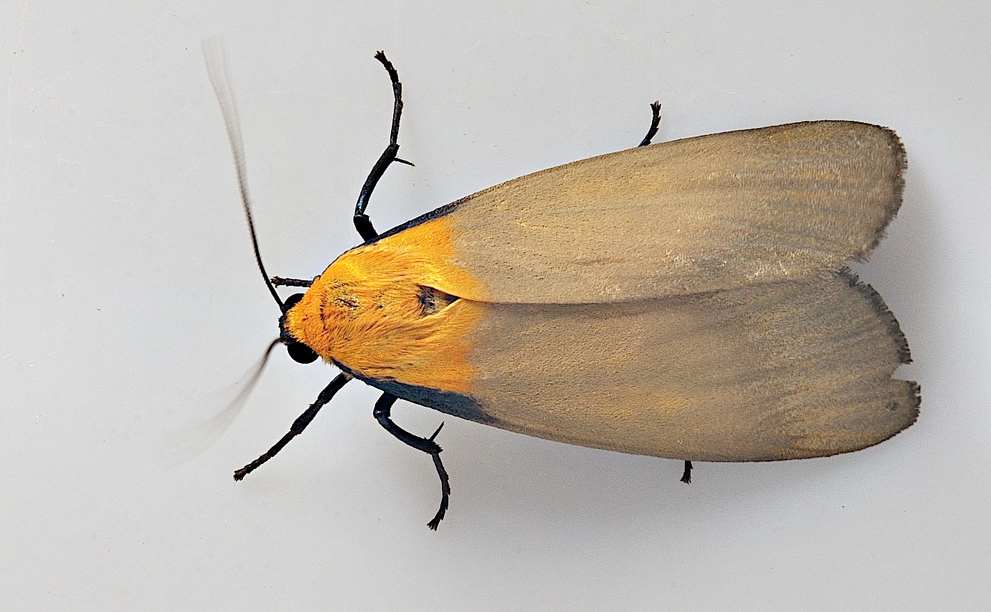 foto A048790, © Adriaan van Os, Corsavy 18-07-2017, altitud 1100 m, ♂ Lithosia quadra