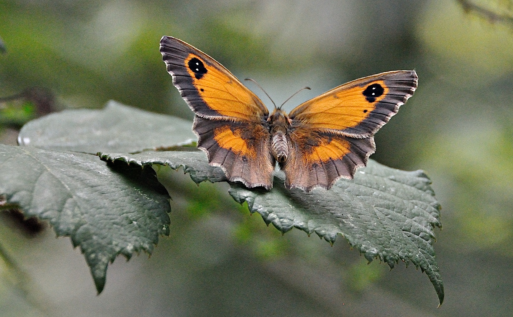 photo A048946, © Adriaan van Os, Montferrer 19-07-2017, altitudo 800 m, ♀ Pyronia tithonus