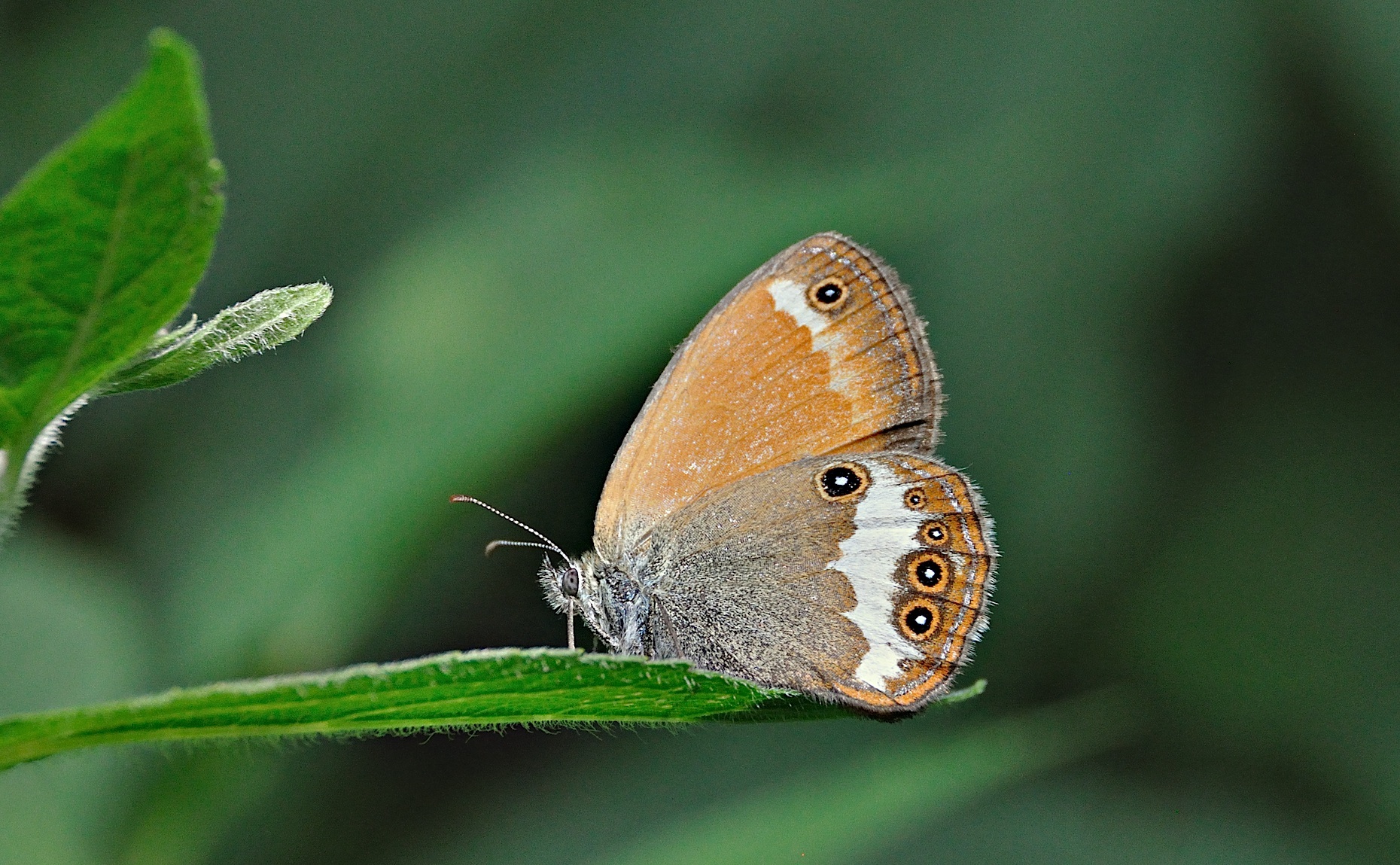 foto A049018, © Adriaan van Os, Montferrer 19-07-2017, altitud 800 m, Coenonympha arcania
