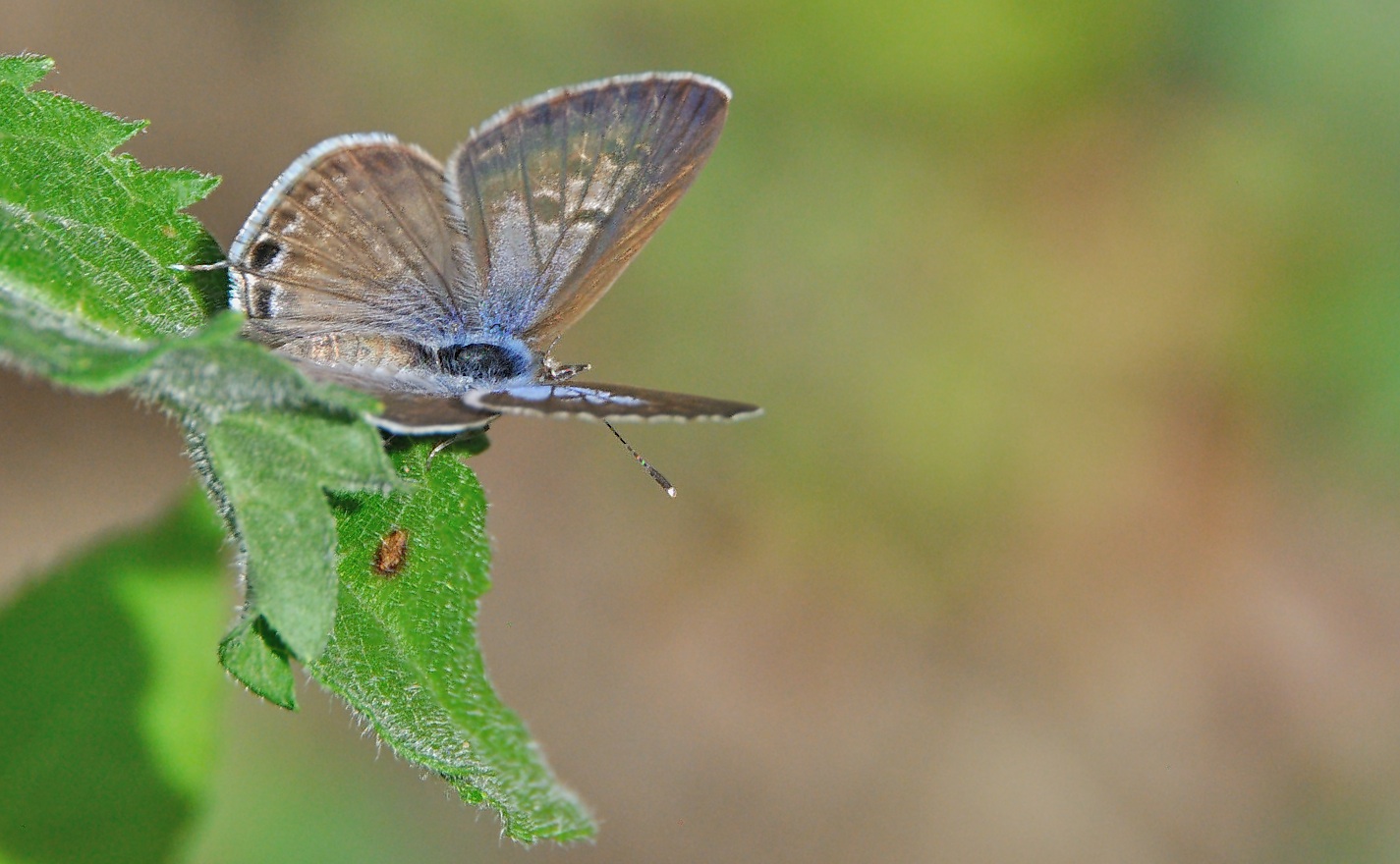 photo A049141, © Adriaan van Os, Montferrer 19-07-2017, altitudo 700 m, ♀ Leptotes pirithous
