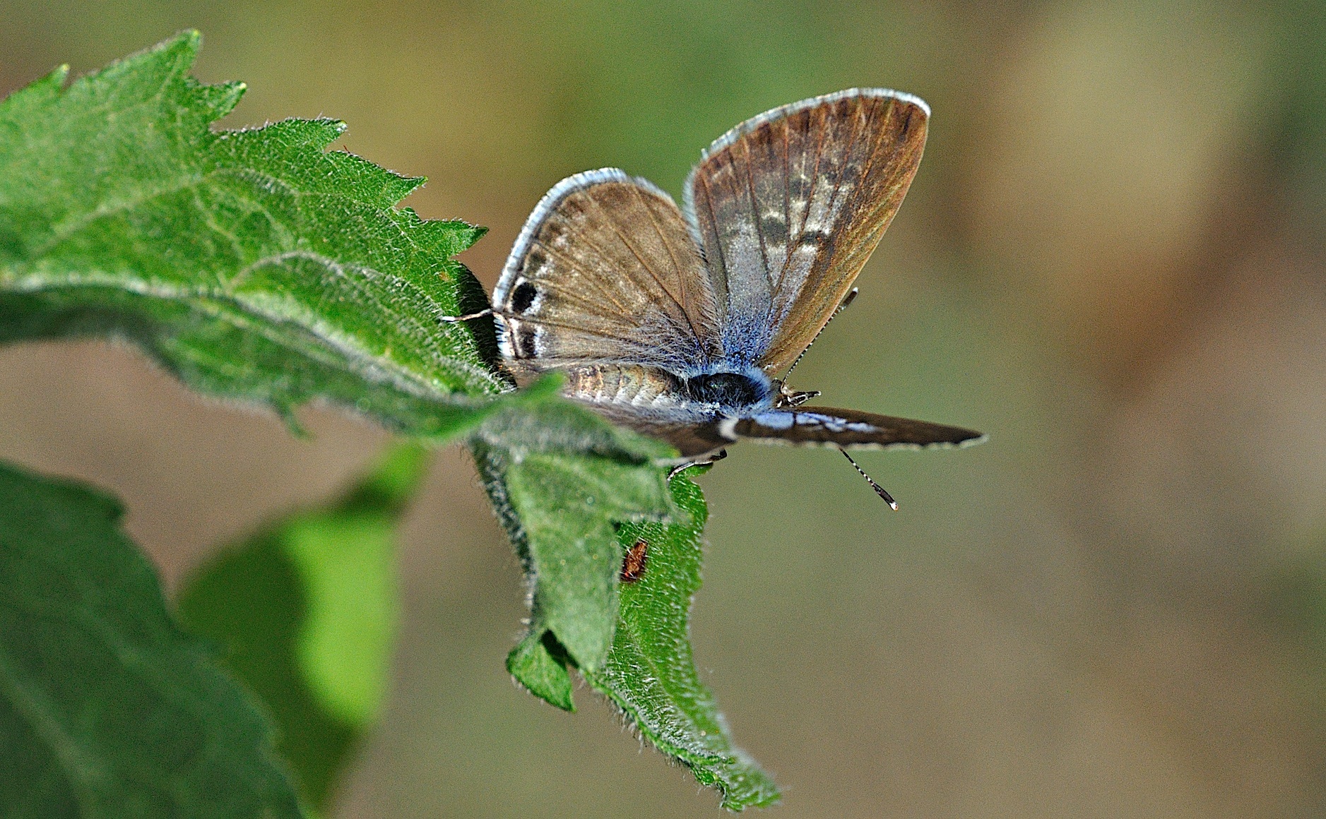 photo A049144, © Adriaan van Os, Montferrer 19-07-2017, altitudo 800 m, ♀ Leptotes pirithous