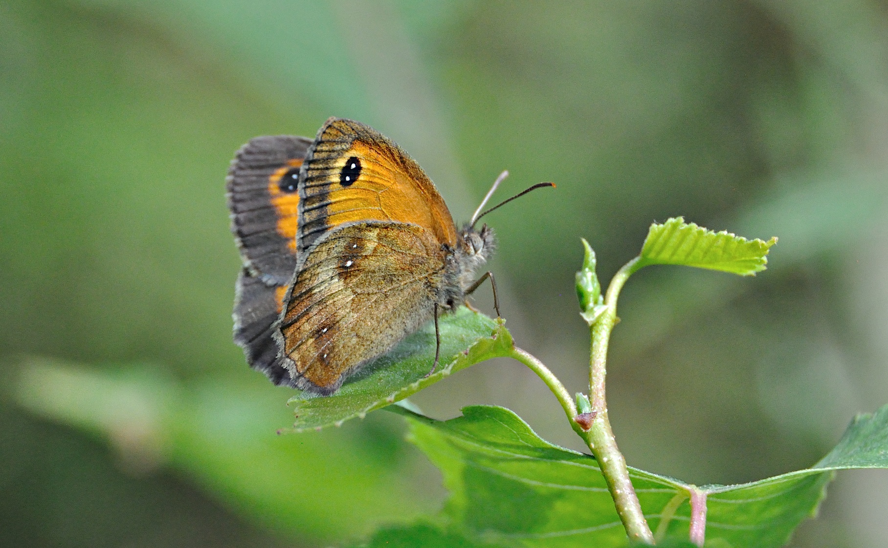 photo A049183, © Adriaan van Os, Montferrer 19-07-2017, altitudo 800 m, ♂ Pyronia tithonus