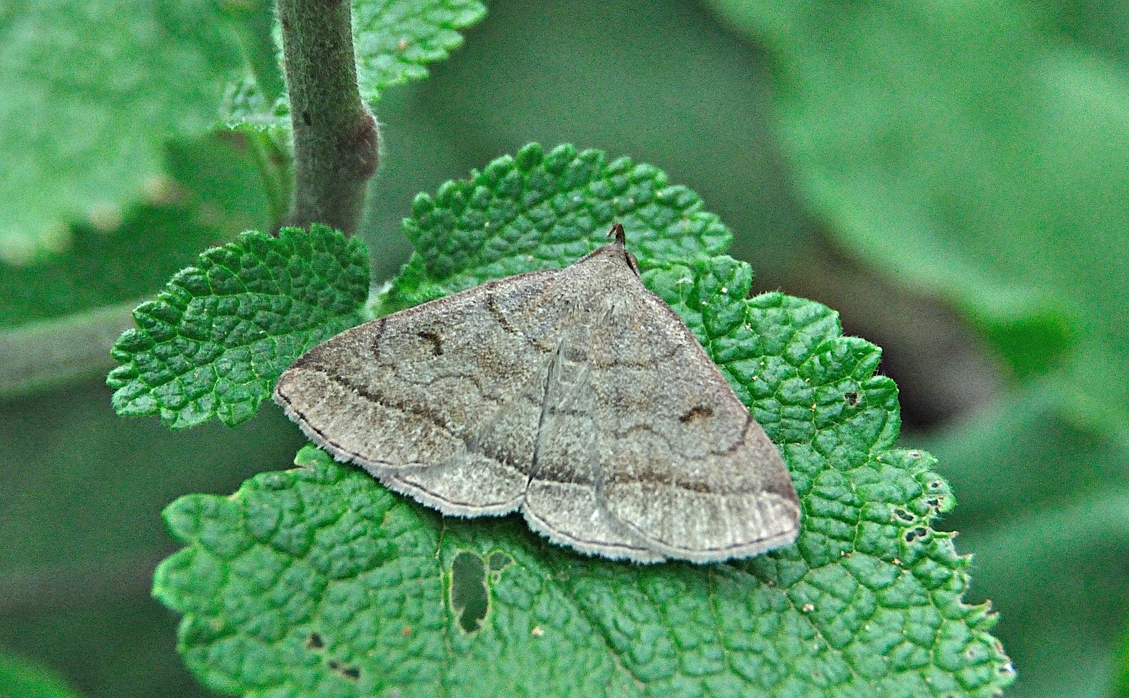 photo A049264, © Adriaan van Os, Montferrer 19-07-2017, altitude 800 m, Zanclognatha lunalis