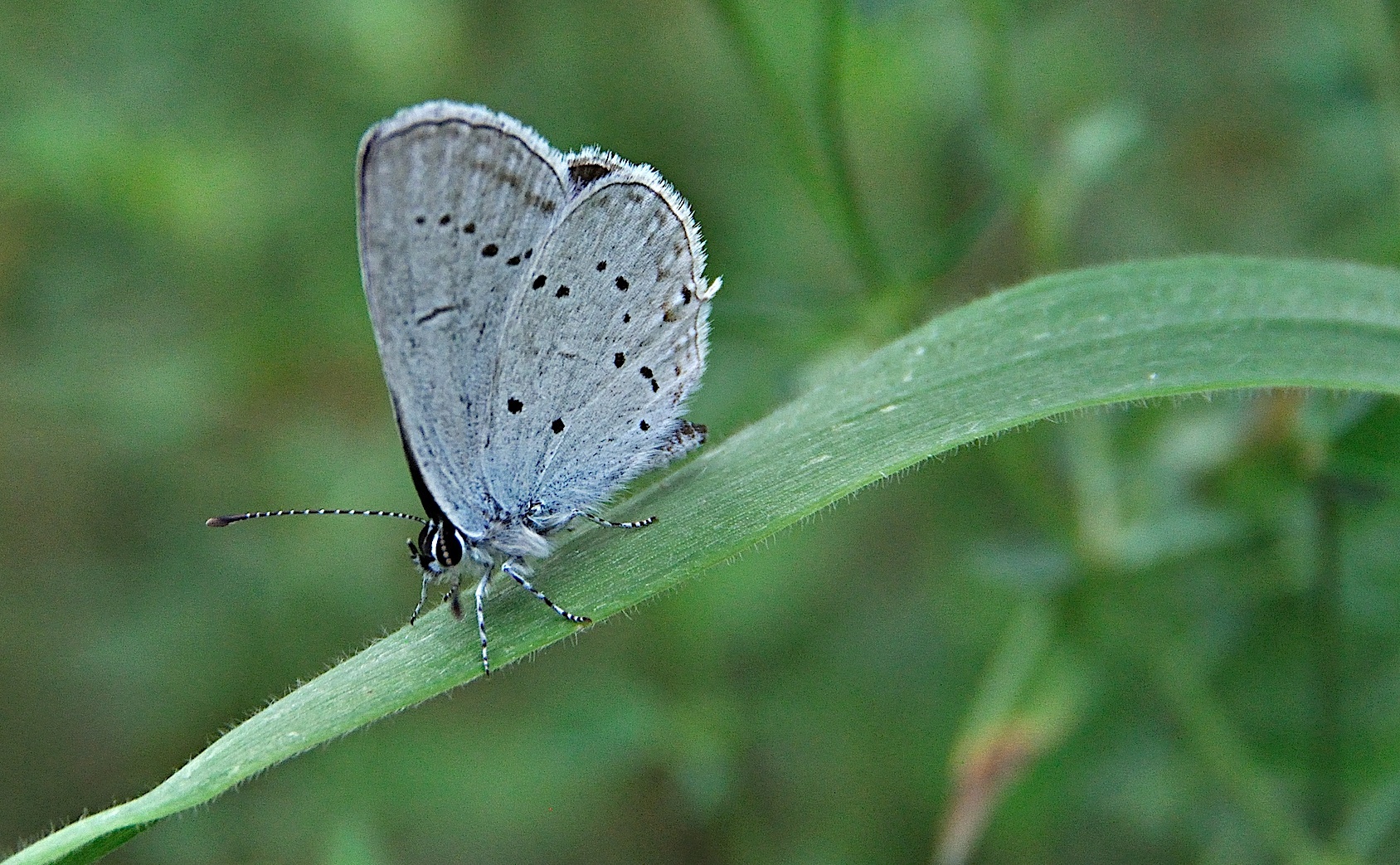 foto A049292, © Adriaan van Os, Montferrer 21-07-2017, altitud 800 m, ♂ Cupido alcetas