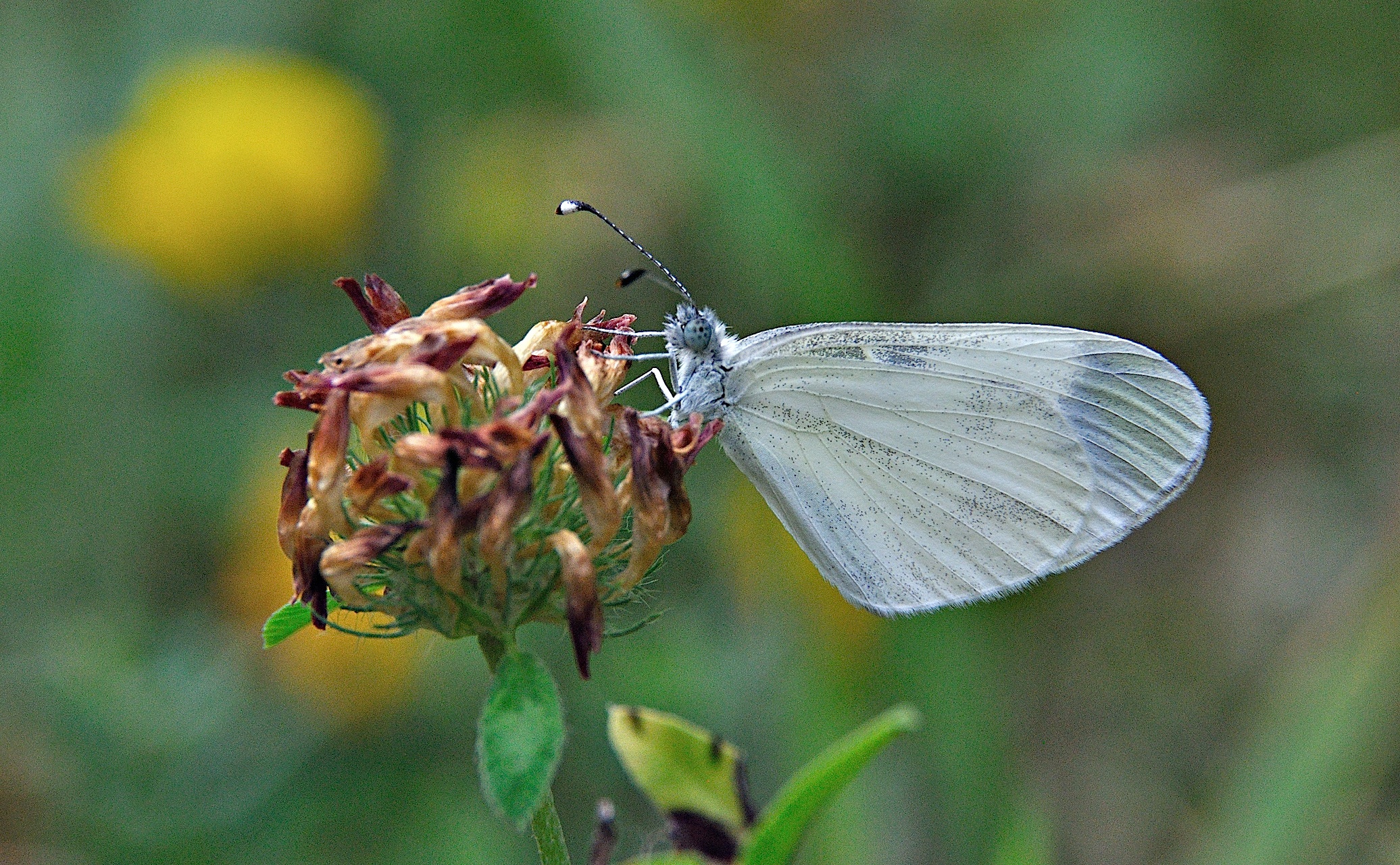 photo A049310, © Adriaan van Os, Montferrer 21-07-2017, altitudo 800 m, Leptidea sinapis