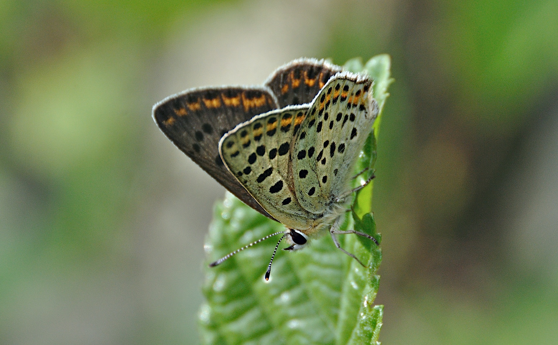 foto A049378, © Adriaan van Os, Montferrer 21-07-2017, altitud 800 m, ♂ Lycaena tityrus