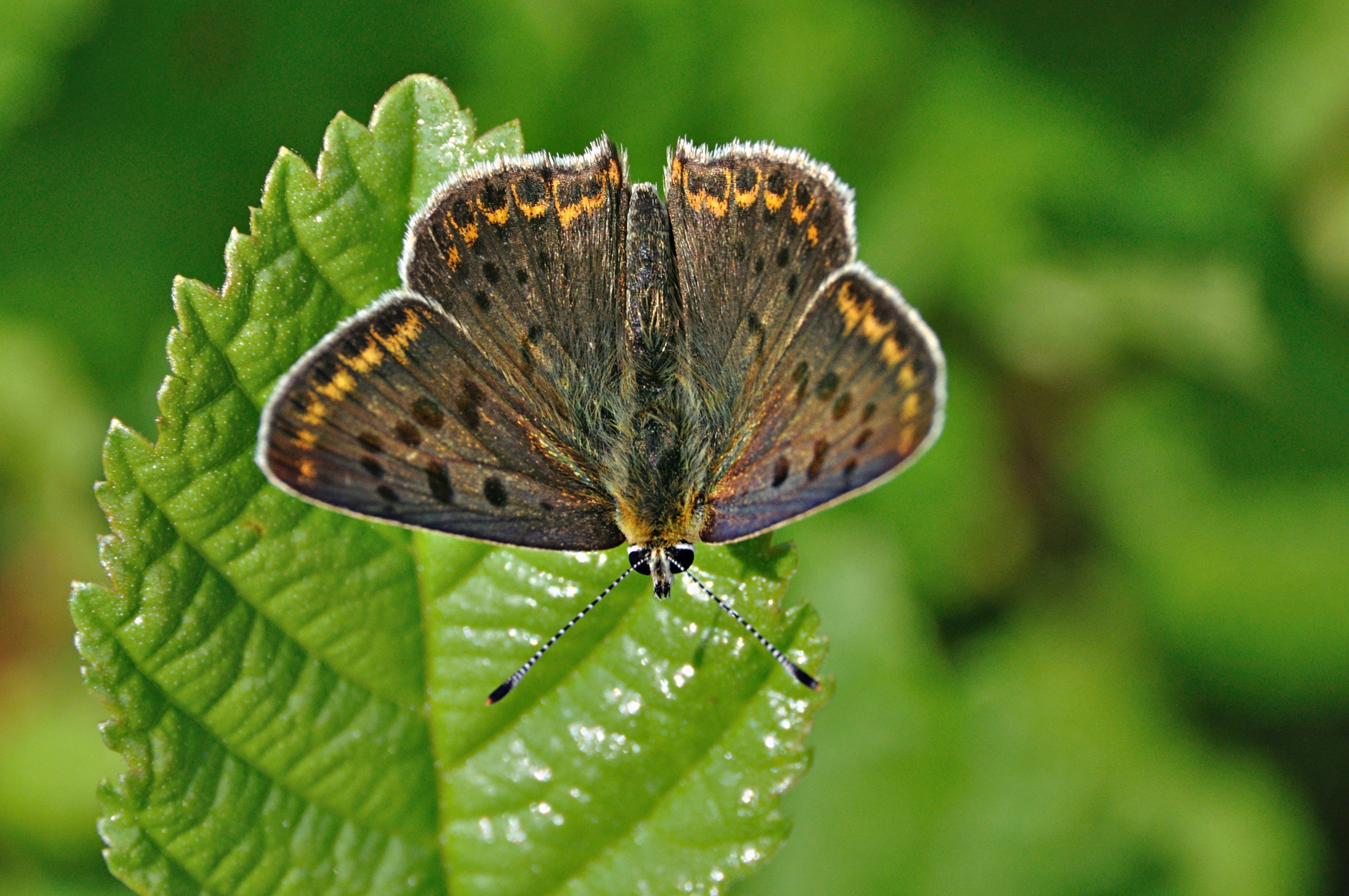 foto A049405, © Adriaan van Os, Montferrer 21-07-2017, altitud 800 m, ♂ Lycaena tityrus