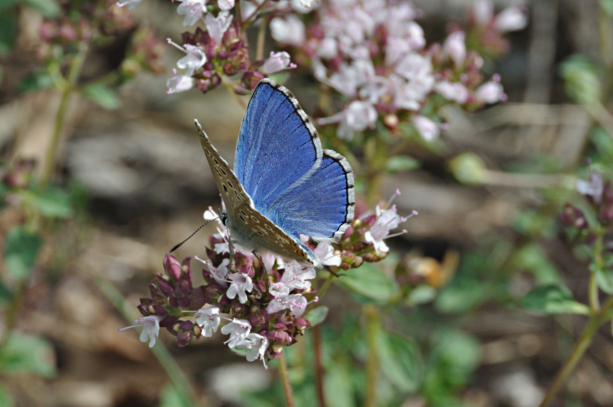 photo A049459, © Adriaan van Os, Montferrer 21-07-2017, altitude 800 m, ♂ Polyommatus bellargus