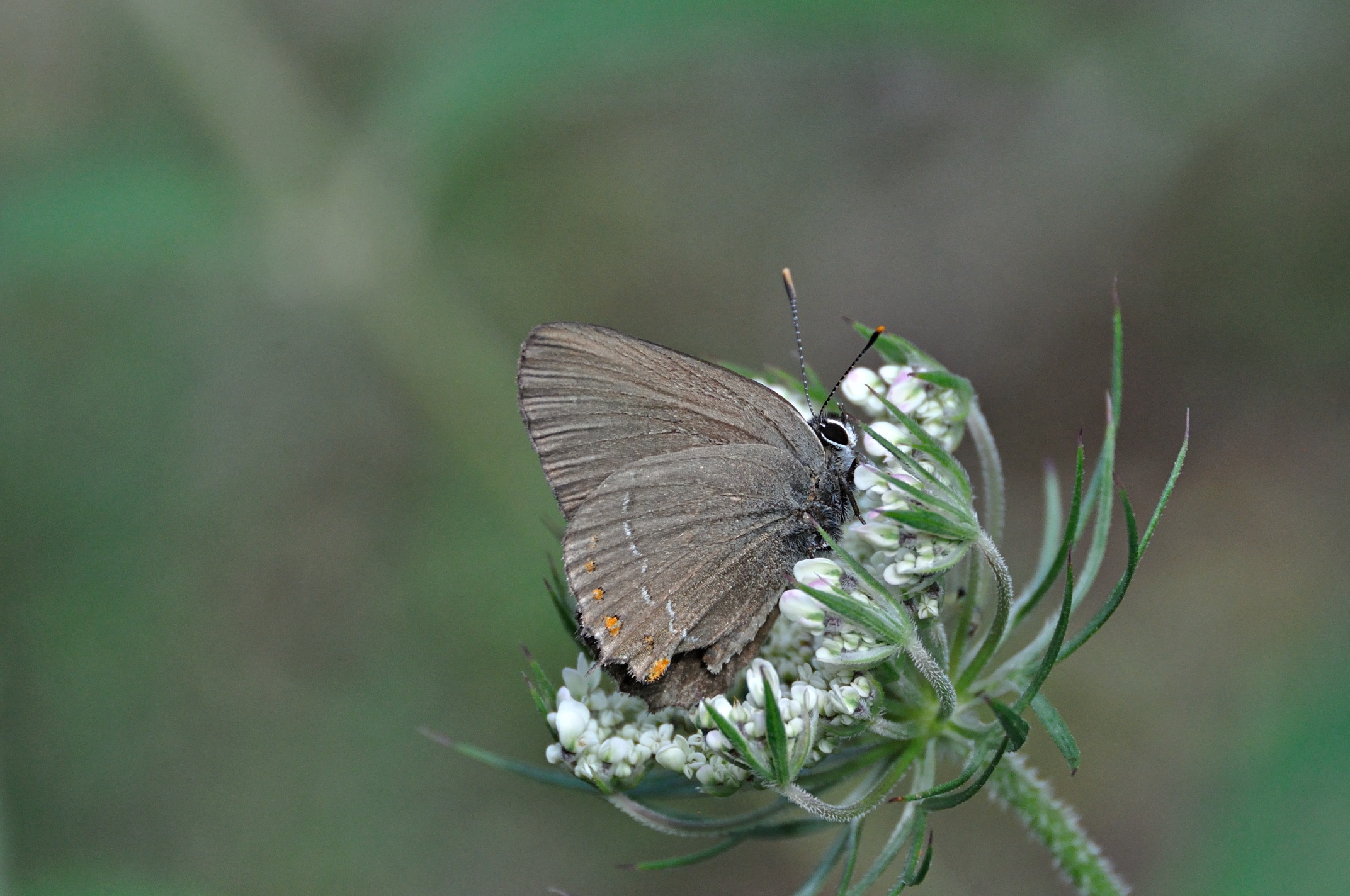 foto A049672, © Adriaan van Os, Montferrer 21-07-2017, altitud 800 m, Satyrium esculi