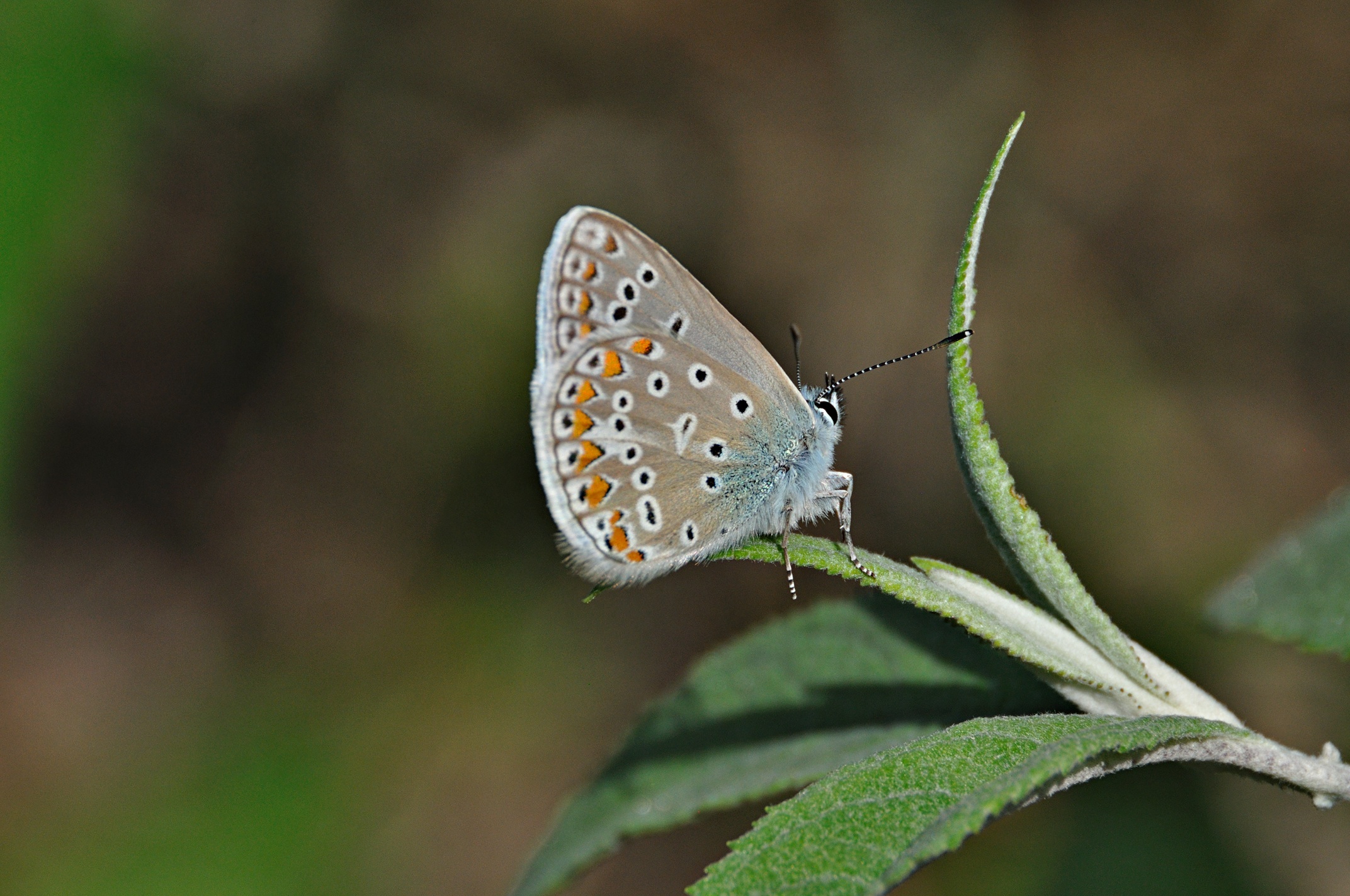 Foto A049678, © Adriaan van Os, Montferrer 21-07-2017, H�he 800 m, ♂ Polyommatus icarus