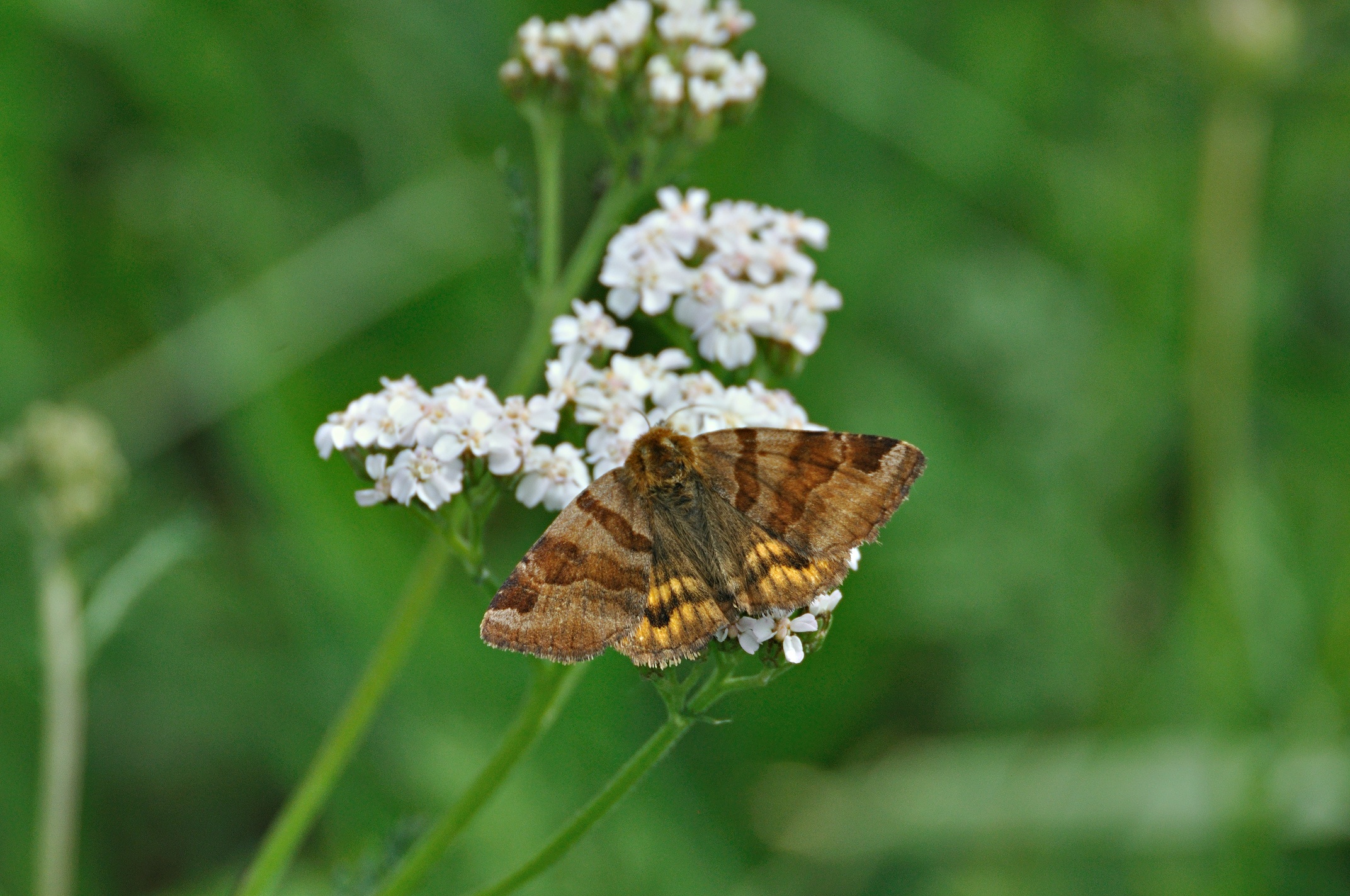 foto A049957, © Adriaan van Os, Corsavy 22-07-2017, hoogte 1100 m, Euclidia glyphica