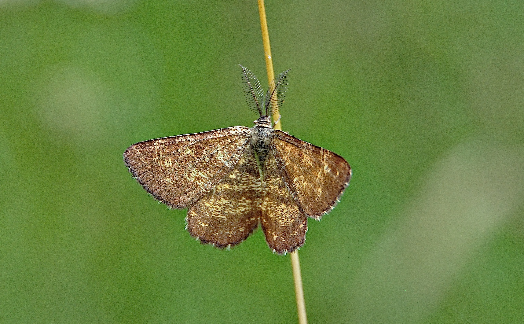 foto A049965, © Adriaan van Os, Corsavy 22-07-2017, hoogte 1100 m, ♂ Ematurga atomaria