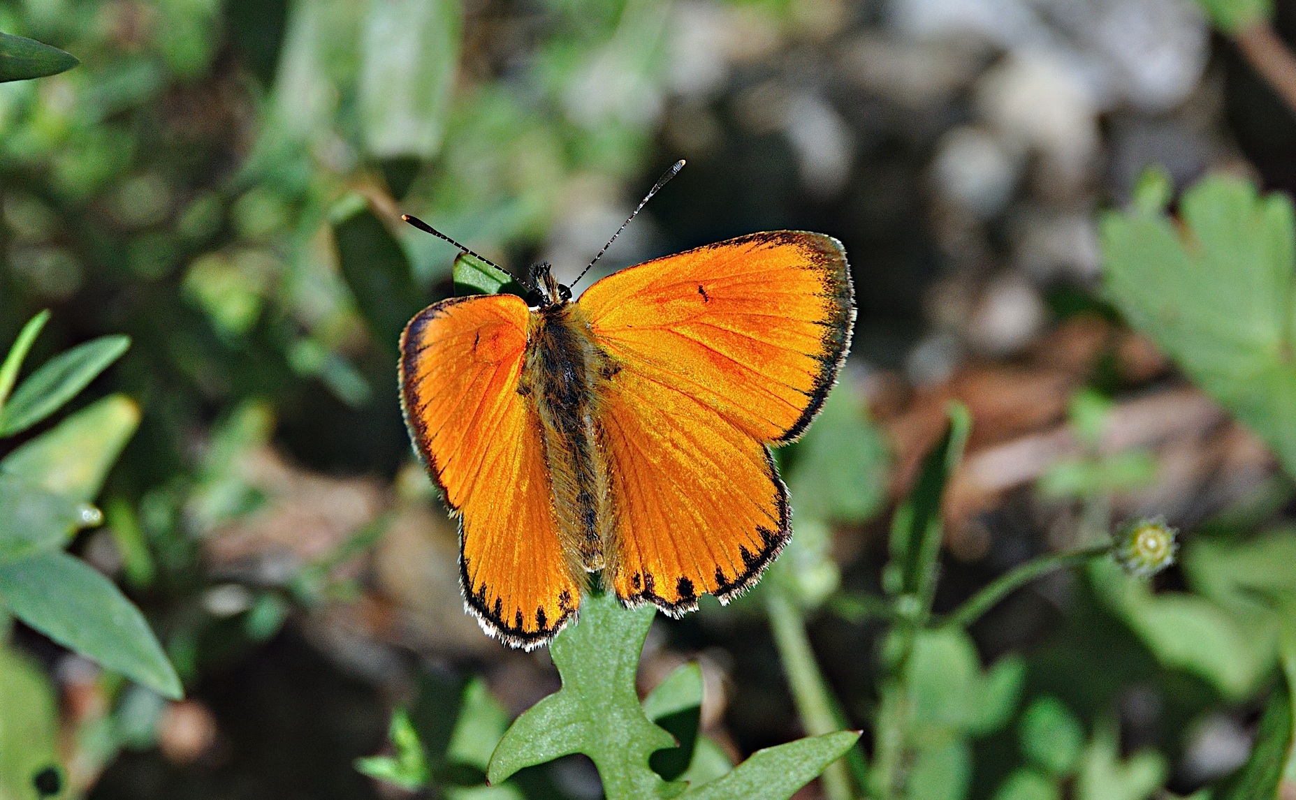 foto A049975, © Adriaan van Os, Corsavy 24-07-2017, altitud 1100 m, ♂ Lycaena virgaureae