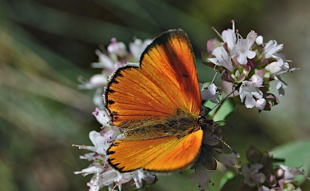 foto A050015, © Adriaan van Os, Corsavy 24-07-2017, altitud 1100 m, ♂ Lycaena virgaureae