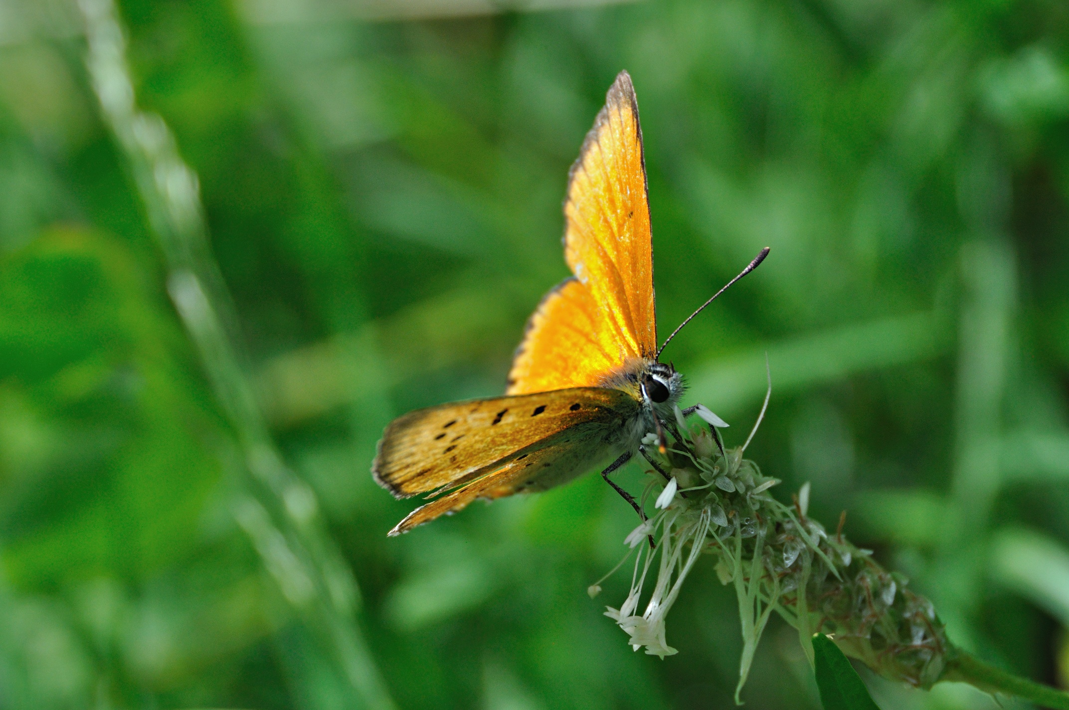 foto A050033, © Adriaan van Os, Corsavy 24-07-2017, altitud 1100 m, ♂ Lycaena virgaureae