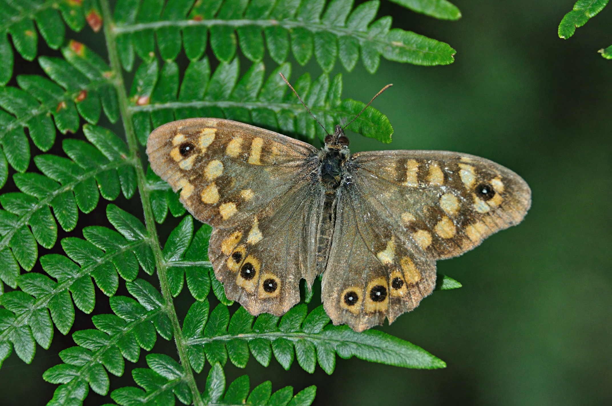 photo A050066, © Adriaan van Os, Corsavy 24-07-2017, altitude 1100 m, ♂ Pararge aegeria