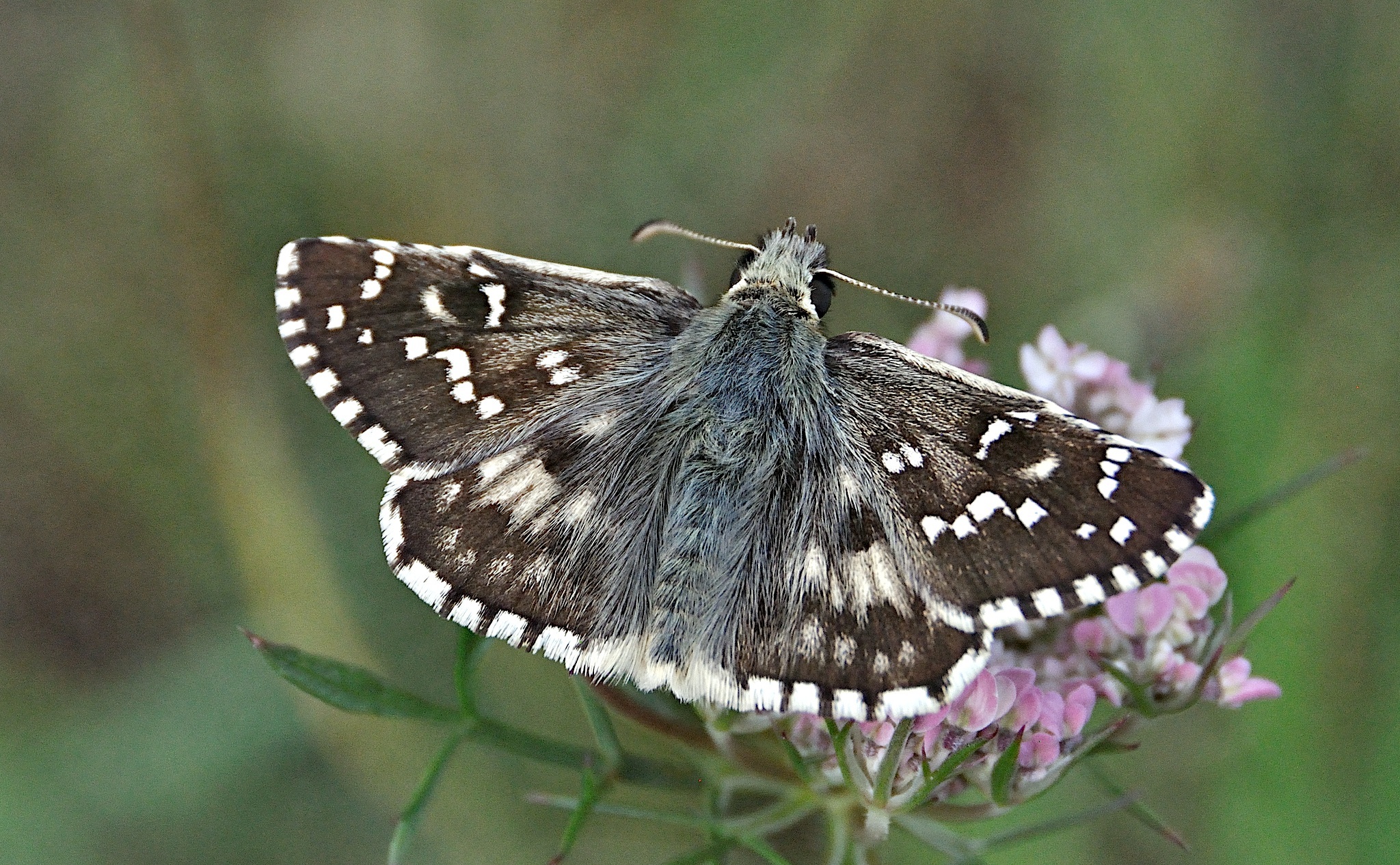 foto A050121, © Adriaan van Os, Corsavy 24-07-2017, altitud 1300 m, ♂ Pyrgus alveus accretus ?