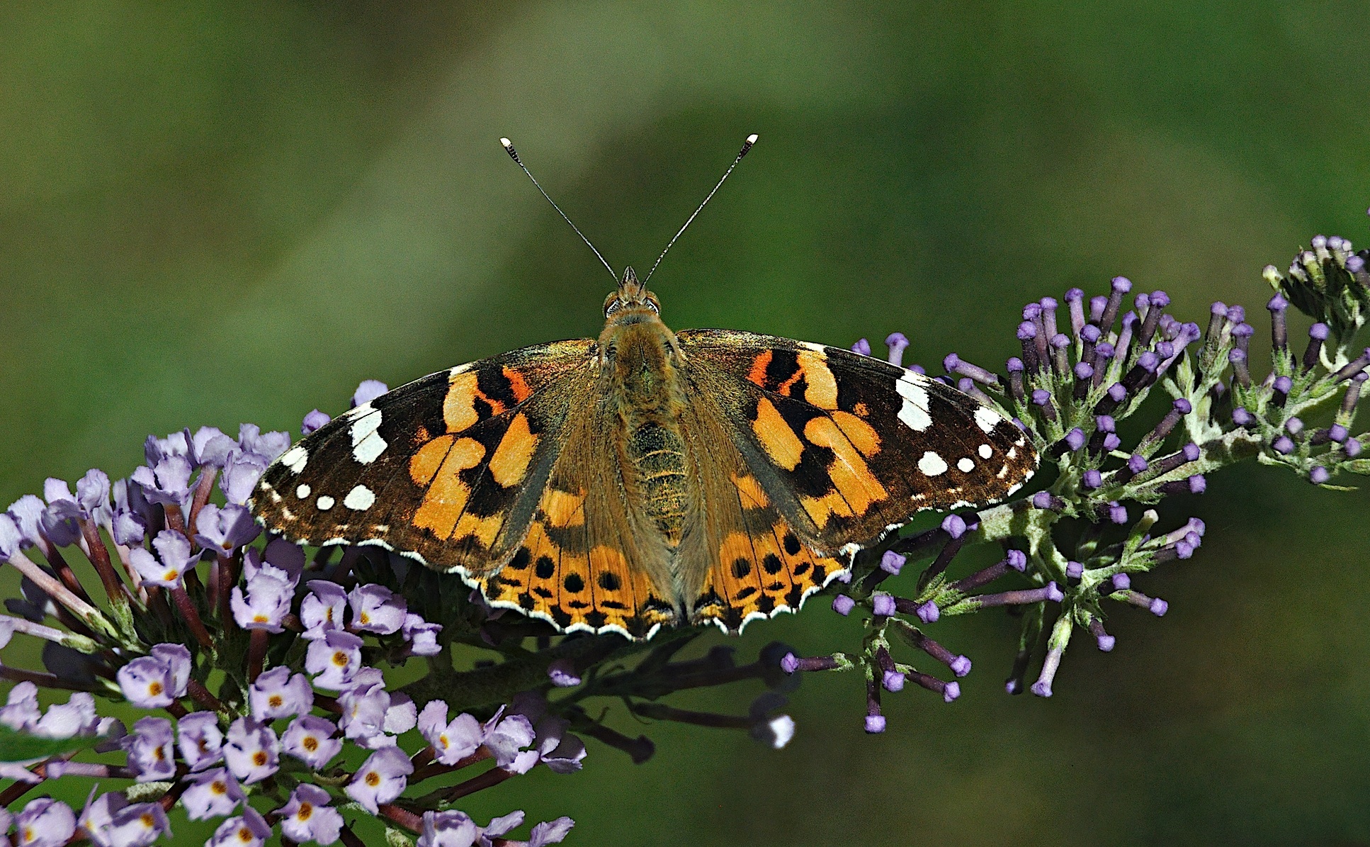Foto A050253, © Adriaan van Os, Montferrer 25-07-2017, H�he 800 m, Vanessa cardui