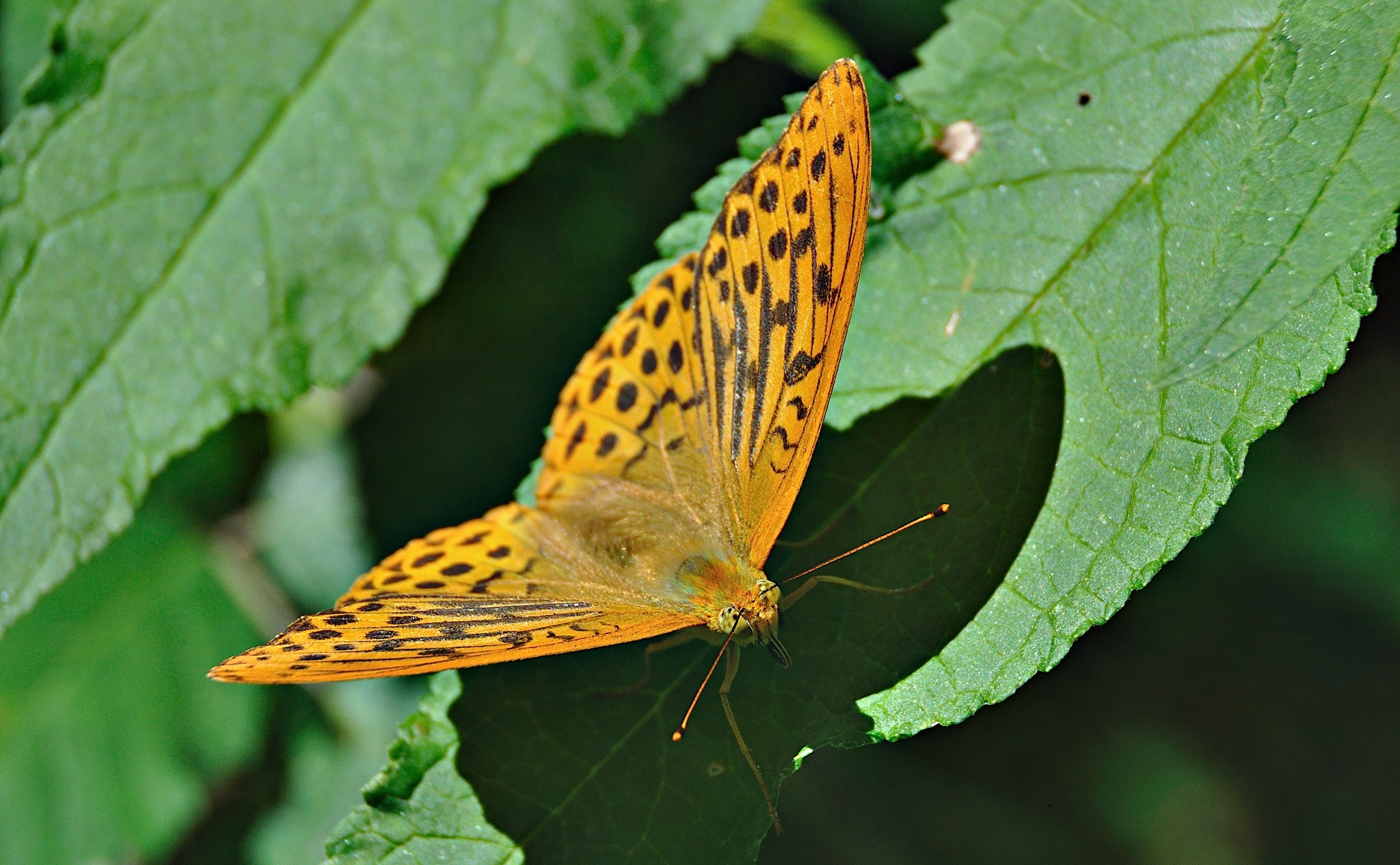 Foto A050270, © Adriaan van Os, Montferrer 25-07-2017, H�he 800 m, ♂ Argynnis paphia