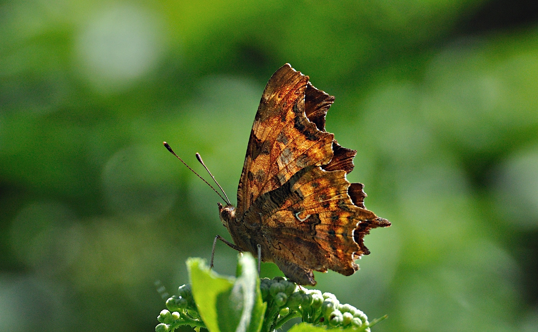 photo A050330, © Adriaan van Os, Montferrer 26-07-2017, altitude 800 m, Polygonia c-album f. hutchinsoni