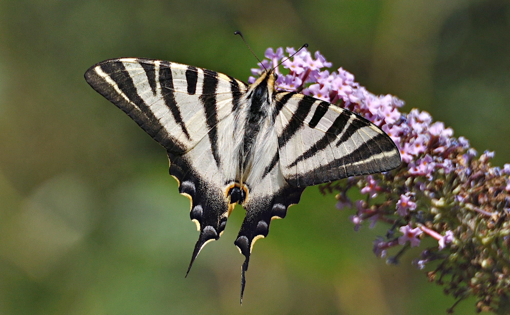 foto A050394, © Adriaan van Os, Montferrer 26-07-2017, hoogte 800 m, Iphiclides feisthamelii
