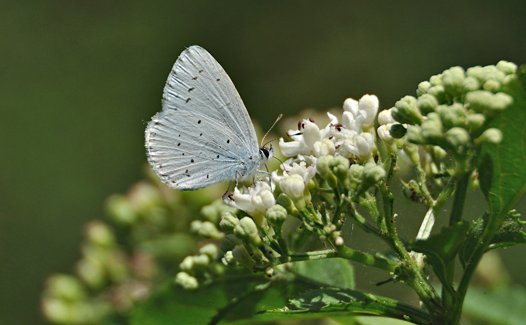 photo A050451, © Adriaan van Os, Montferrer 26-07-2017, altitudo 800 m, Celastrina argiolus