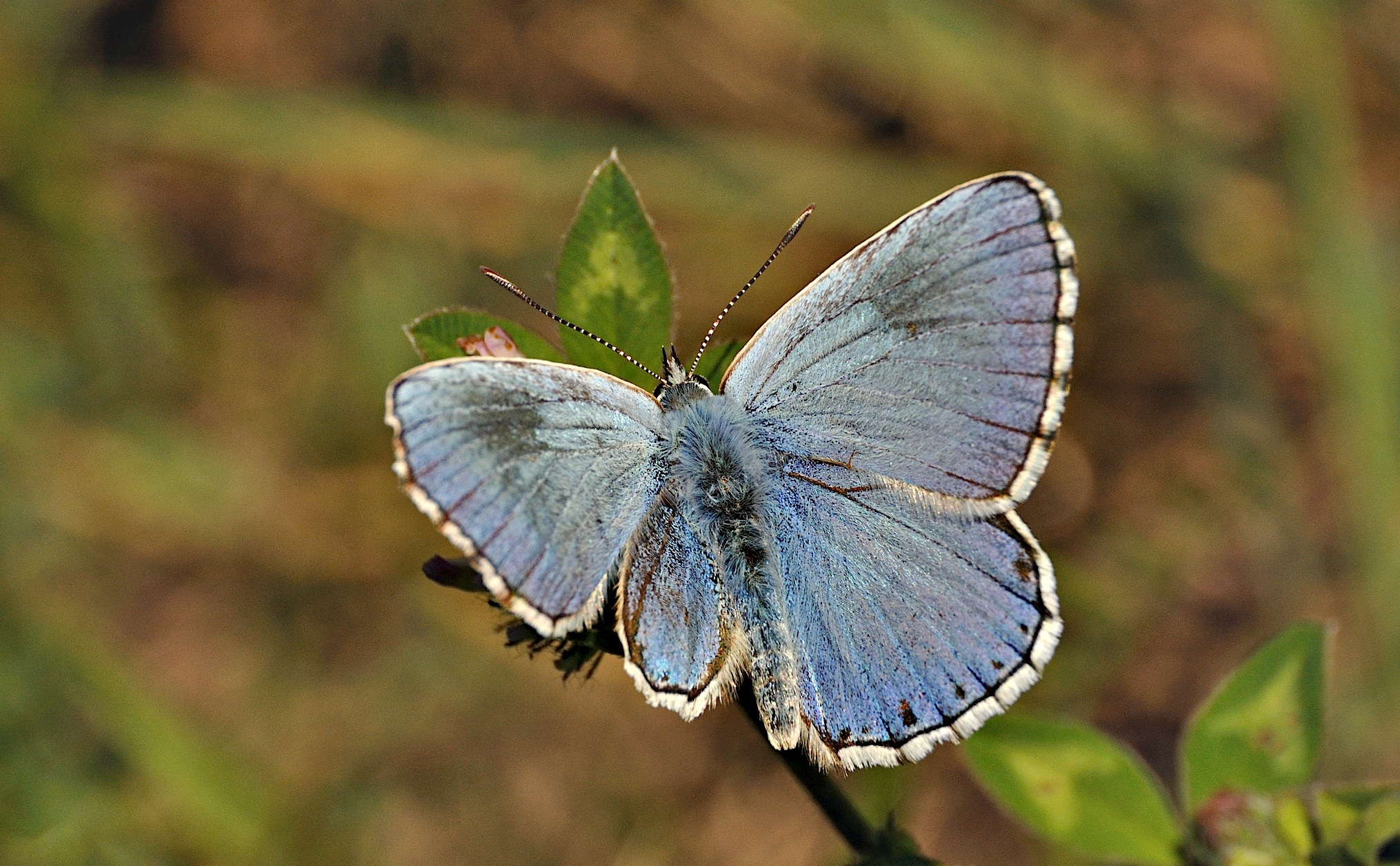 Foto A050565, © Adriaan van Os, Montferrer 28-07-2017, H�he 900 m, ♂ Polyommatus bellargus
