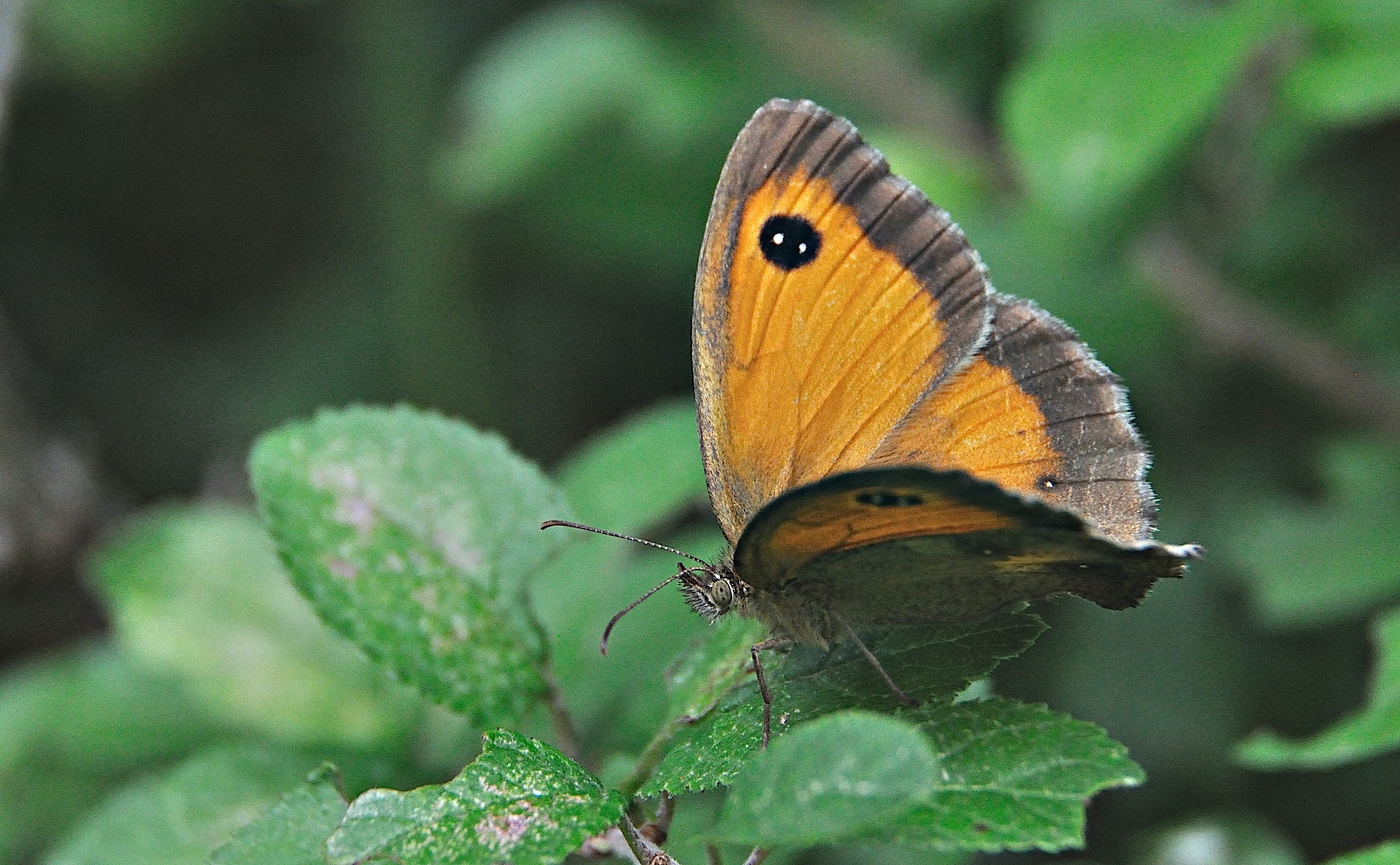 photo A050862, © Adriaan van Os, Montferrer 28-07-2017, altitudo 1000 m, ♀ Pyronia tithonus