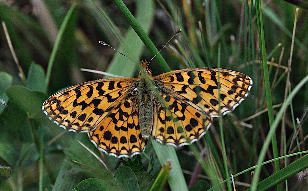 photo A050886, © Adriaan van Os, Montferrer 28-07-2017, altitude 1000 m, Boloria dia ?