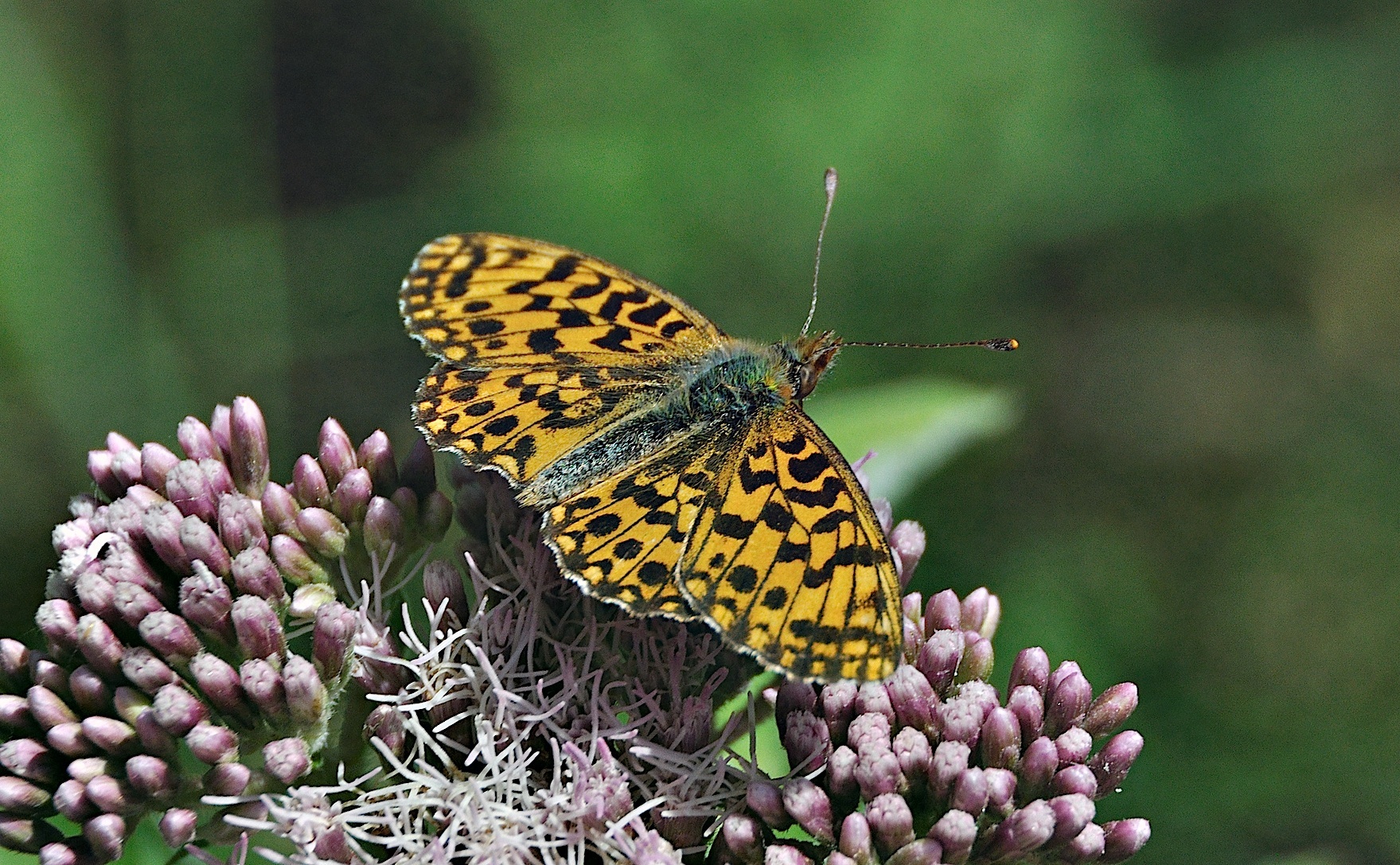 Foto A051203, © Adriaan van Os, Montferrer 29-07-2017, H�he 800 m, Boloria dia ?