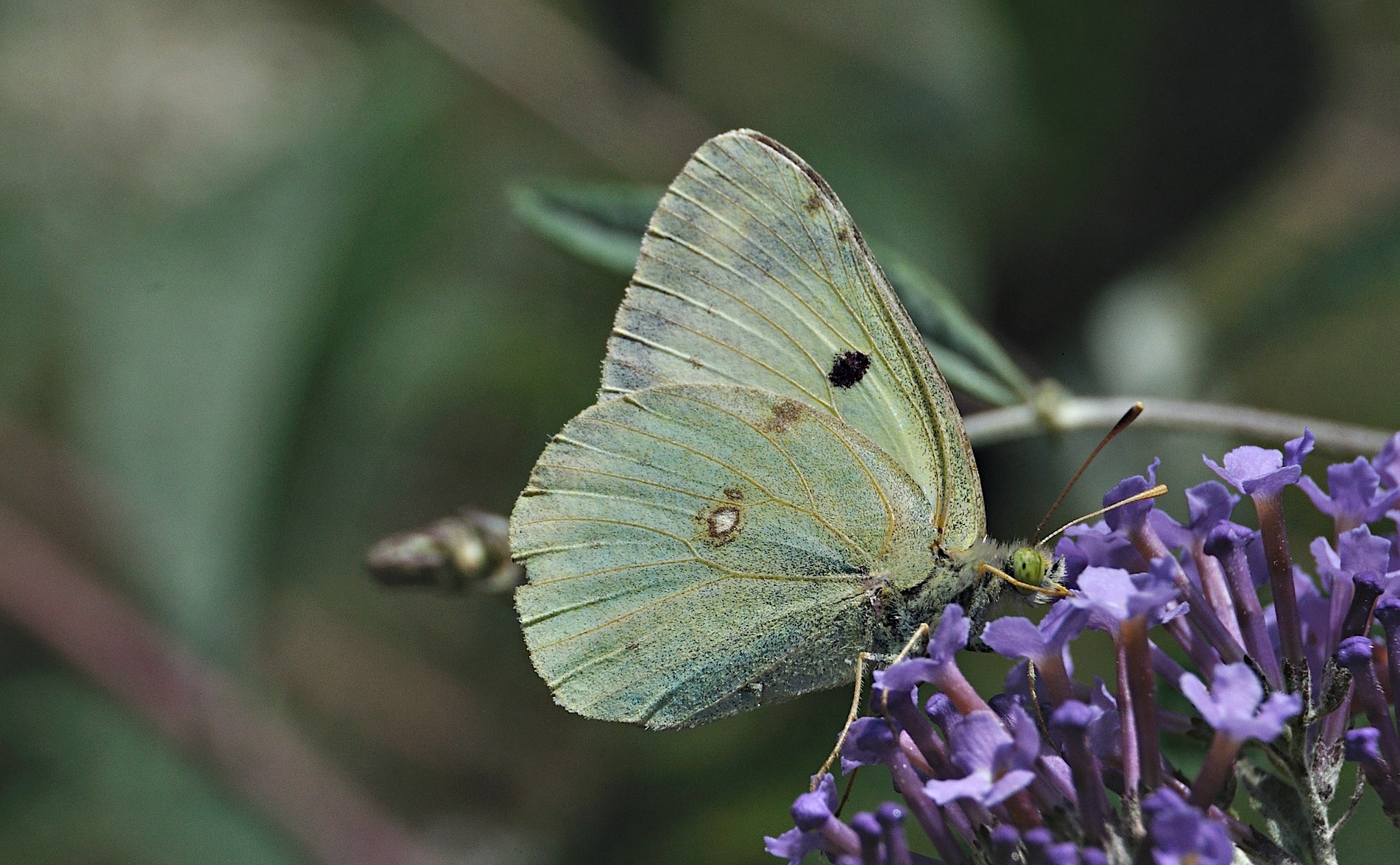 foto A051357, © Adriaan van Os, Montferrer 29-07-2017, altitud 800 m, ♀ Colias alfacariensis