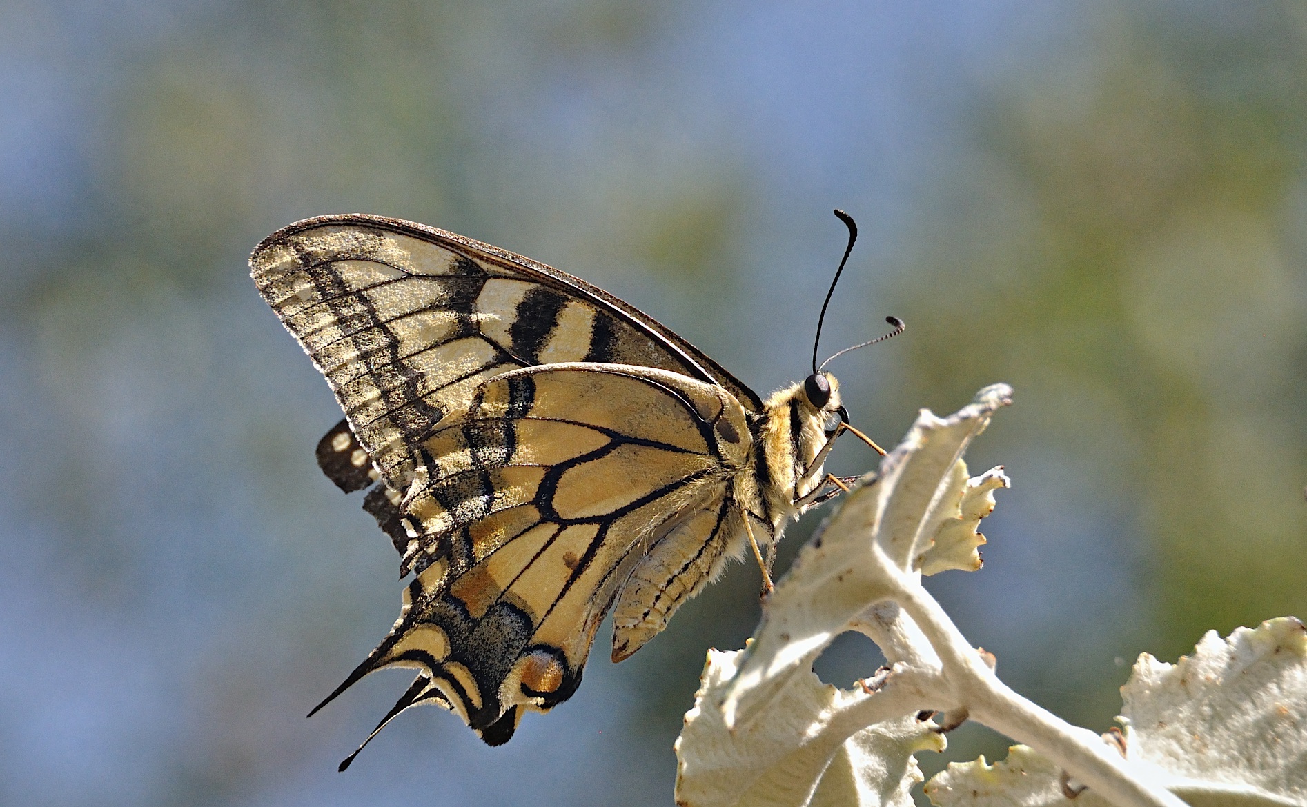 foto A051455, © Adriaan van Os, Corsavy 24-08-2017, altitud 800 m, Papilio machaon