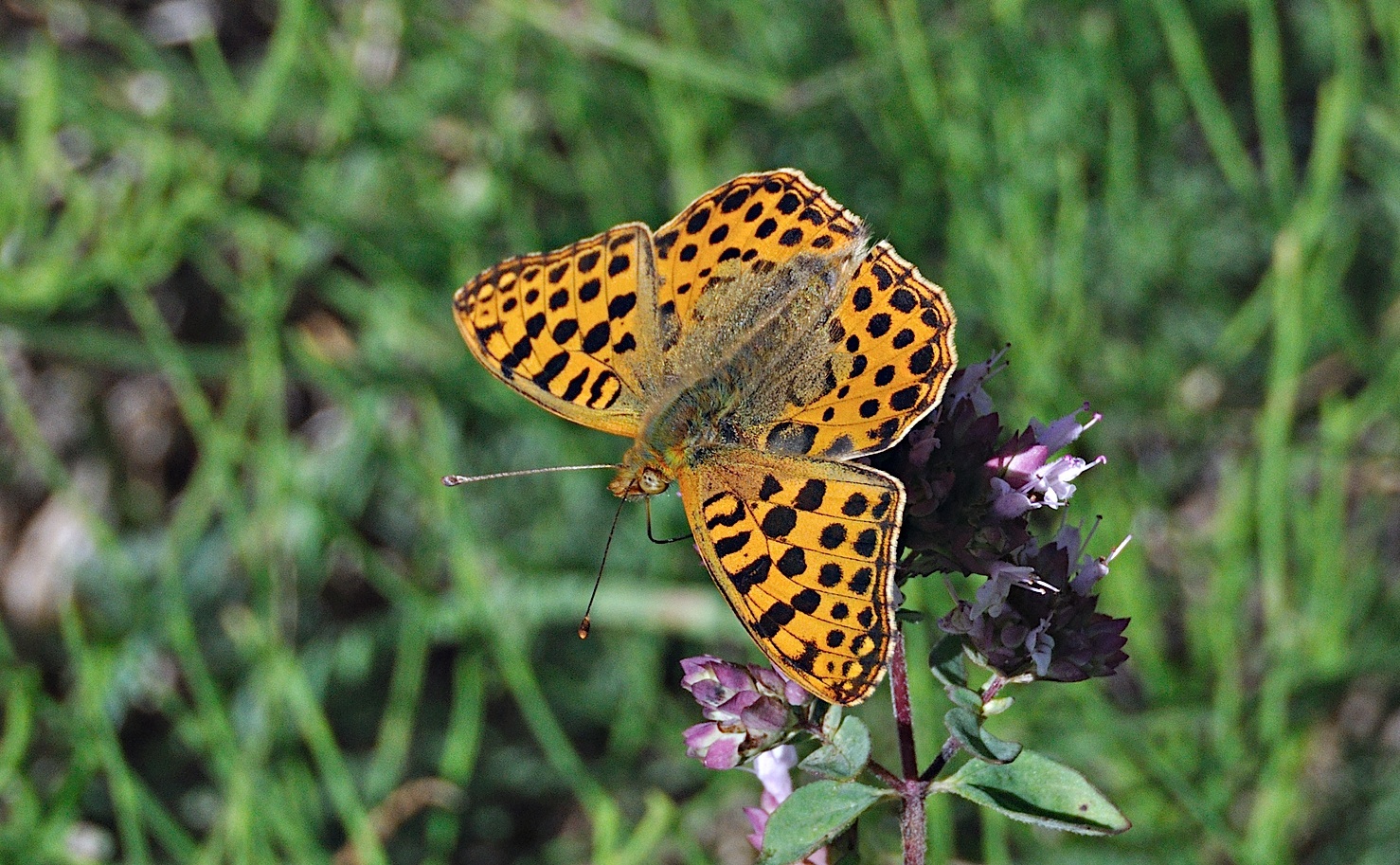 photo A051534, © Adriaan van Os, Corsavy 02-09-2017, altitude 1300 m, ♂ Issoria lathonia