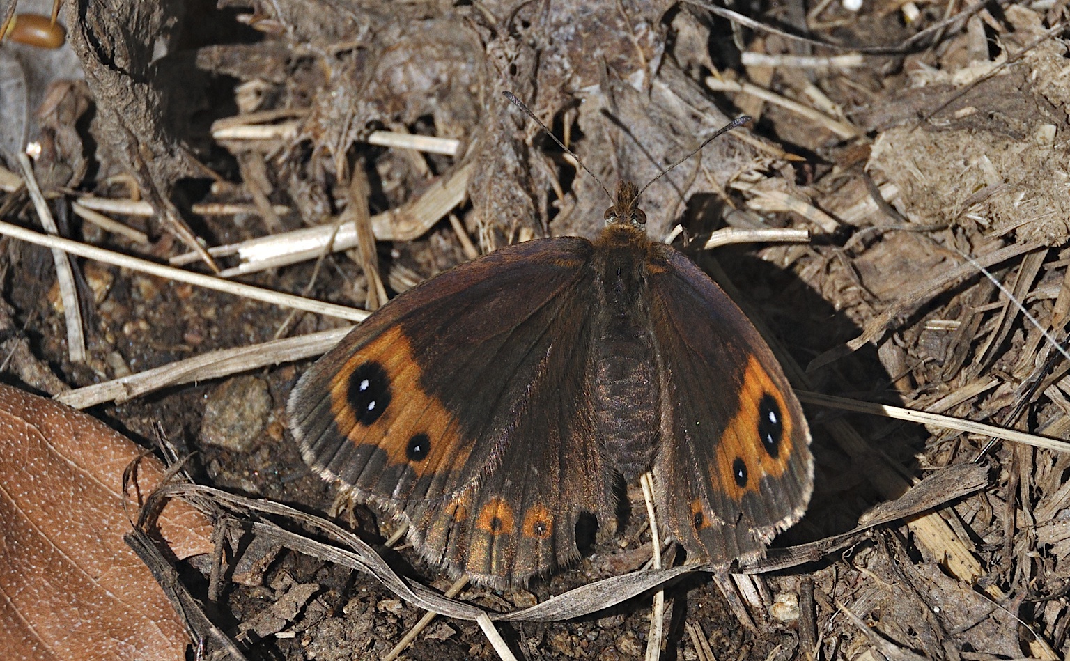 foto A051708, © Adriaan van Os, Corsavy 02-09-2017, hoogte 1400 m, Erebia neoridas ?