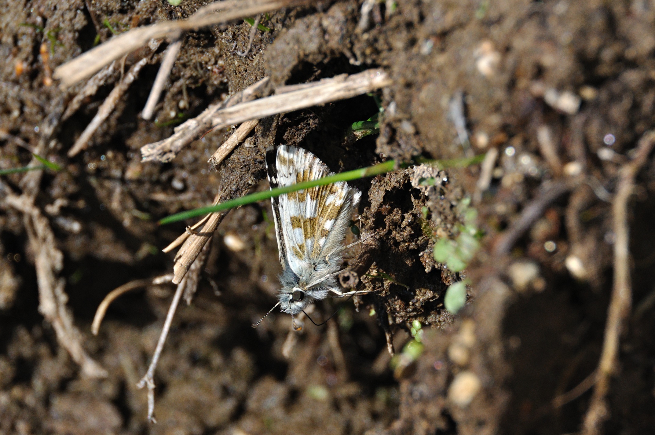 Foto A051816, © Adriaan van Os, Corsavy 05-09-2017, H�he 1400 m, Pyrgus alveus accretus
