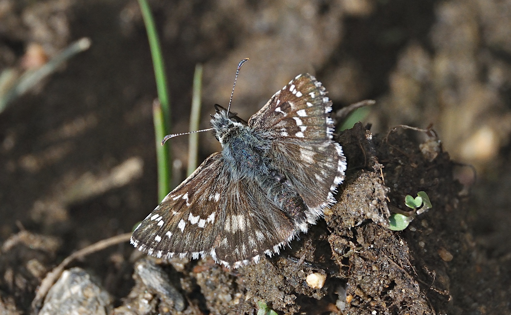 foto A051831, © Adriaan van Os, Corsavy 05-09-2017, hoogte 1400 m, Pyrgus alveus accretus