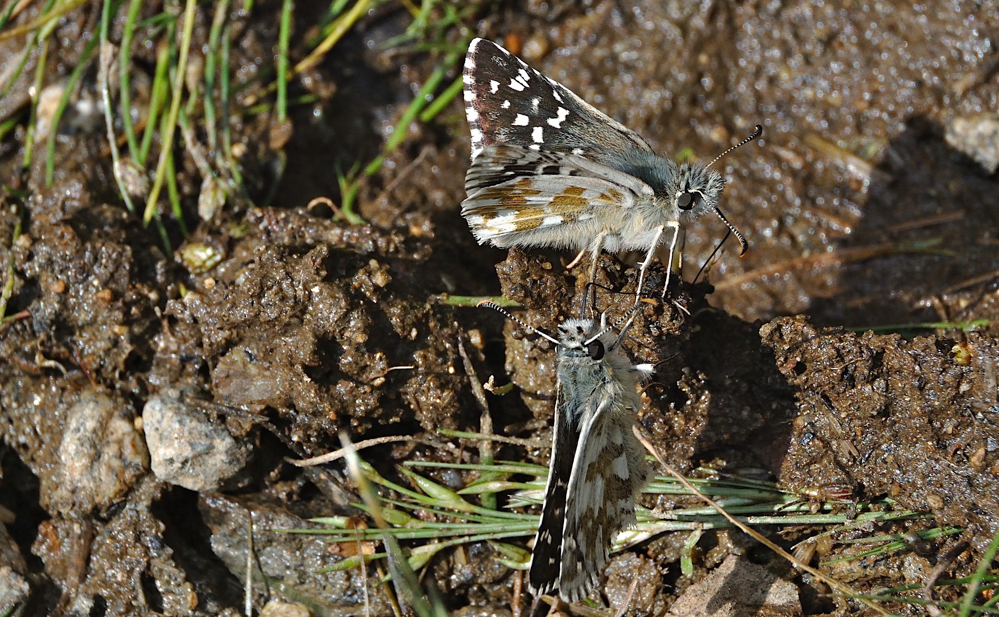 foto A051869, © Adriaan van Os, Corsavy 05-09-2017, altitud 1400 m, Pyrgus armoricanus