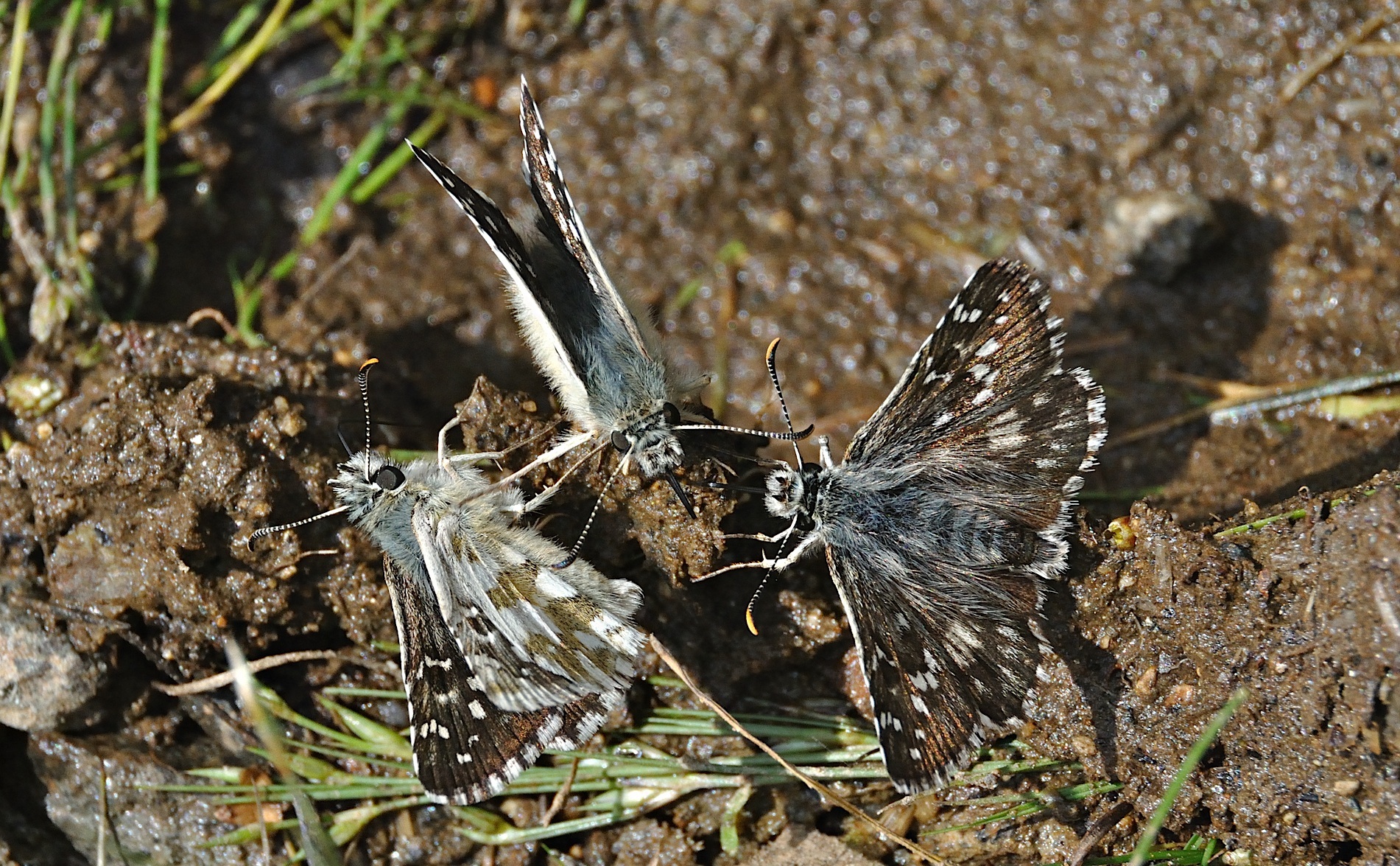foto A051875, © Adriaan van Os, Corsavy 05-09-2017, altitud 1400 m, Pyrgus armoricanus amb Pyrgus alveus accretus (a la dreta)
