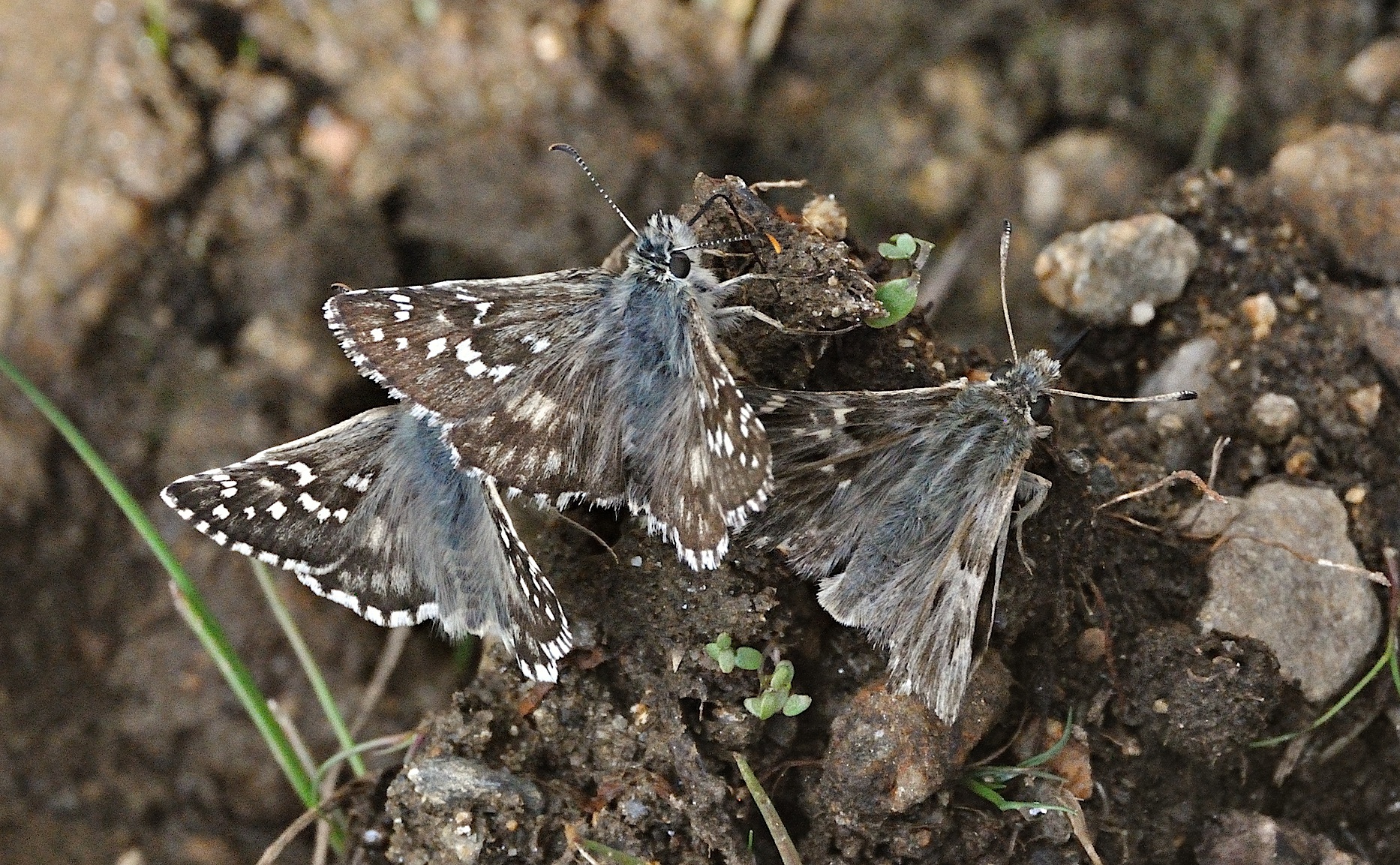photo A051945, © Adriaan van Os, Corsavy 05-09-2017, altitude 1400 m, Carcharodus floccifera (� droite) avec Pyrgus armoricanus (en bas � gauche) et Pyrgus alveus accretus (en haut � gauche)