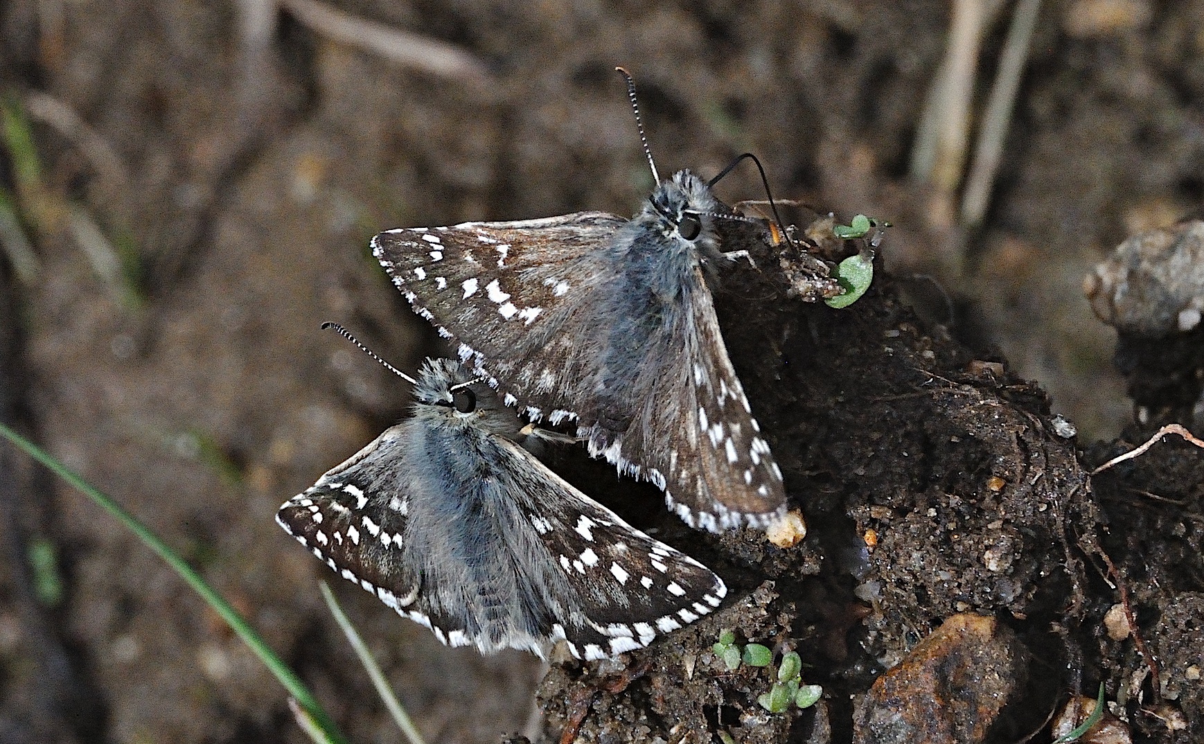 foto A051951, © Adriaan van Os, Corsavy 05-09-2017, altitud 1400 m, Pyrgus armoricanus (baix) amb Pyrgus alveus accretus (dalt)