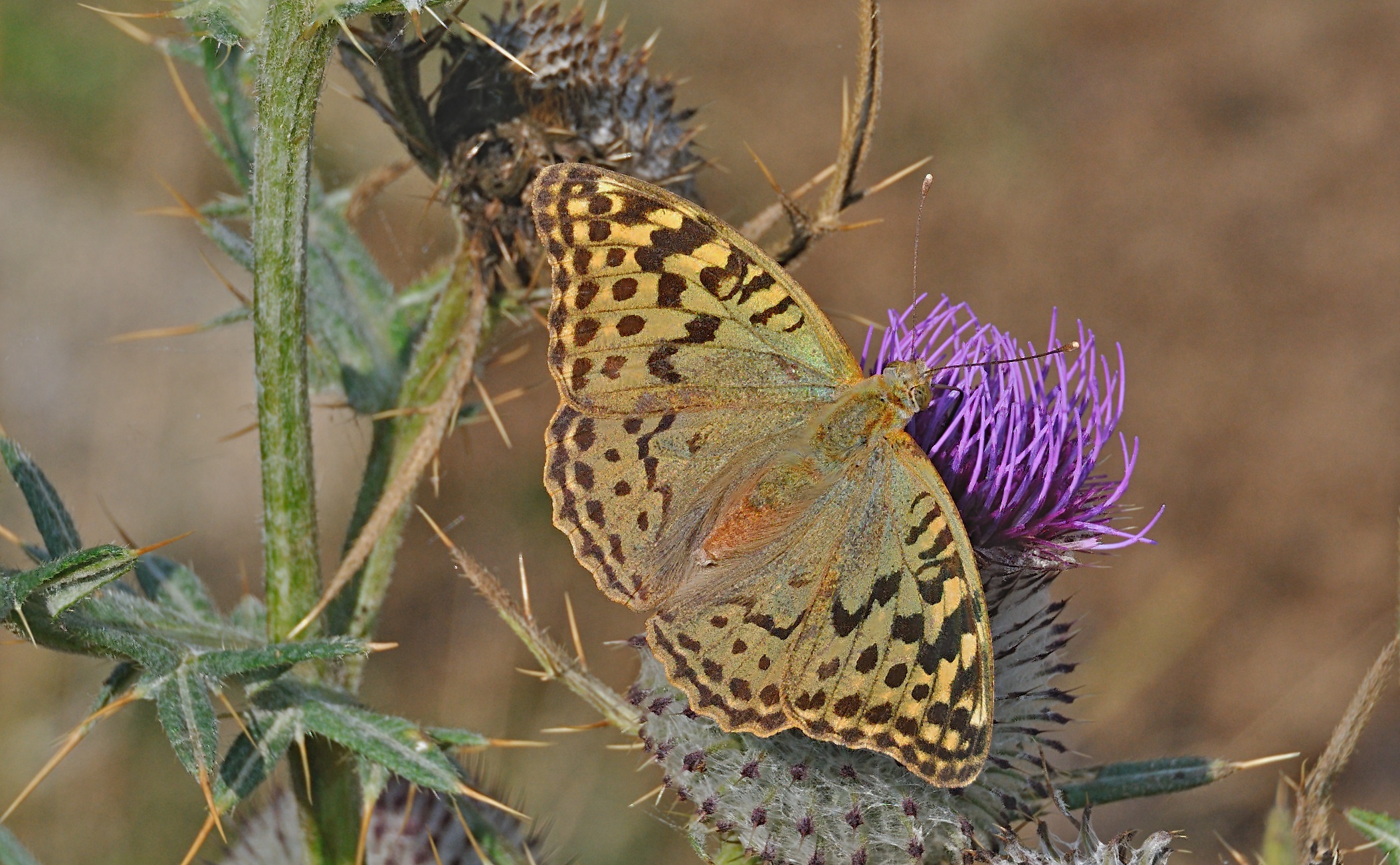 photo A051957, © Adriaan van Os, Corsavy 07-09-2017, altitude 1400 m, ♀ Argynnis pandora
