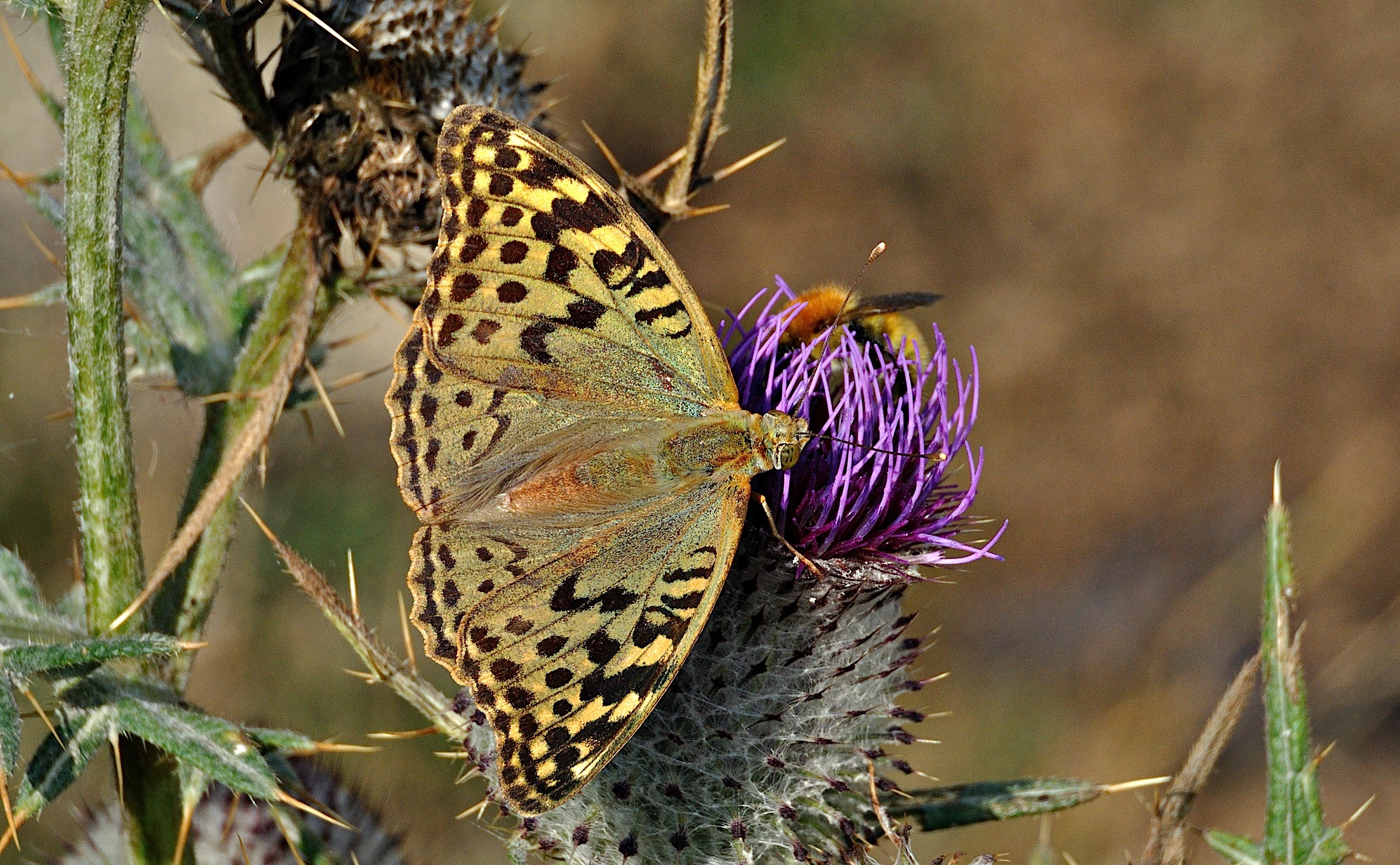 foto A051975, © Adriaan van Os, Corsavy 07-09-2017, altitud 1400 m, ♀ Argynnis pandora