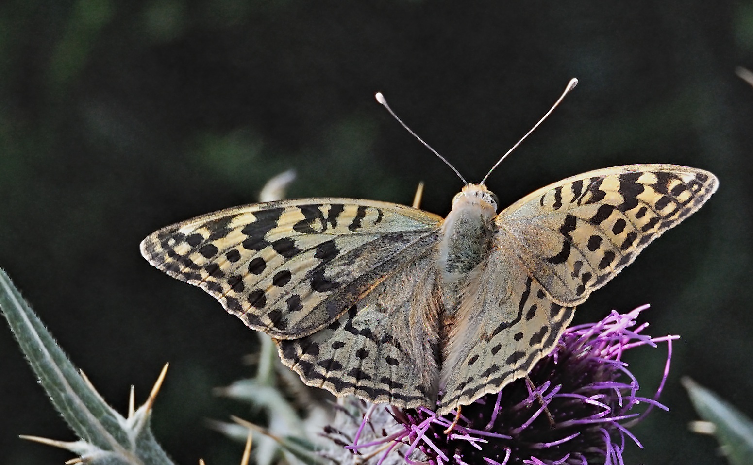 photo A051981, © Adriaan van Os, Corsavy 07-09-2017, altitude 1400 m, ♀ Argynnis pandora
