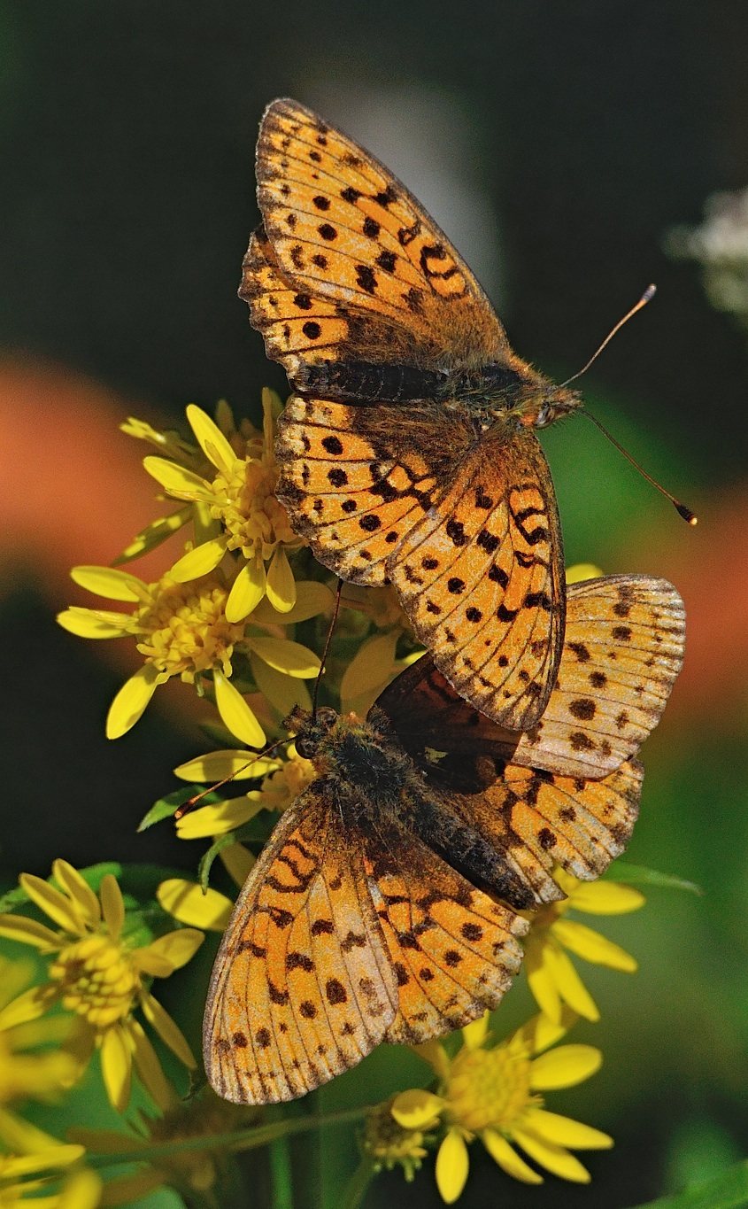 photo A053178, © Adriaan van Os, Andermatt 26-08-2019, altitude 1700 m, Brenthis ino