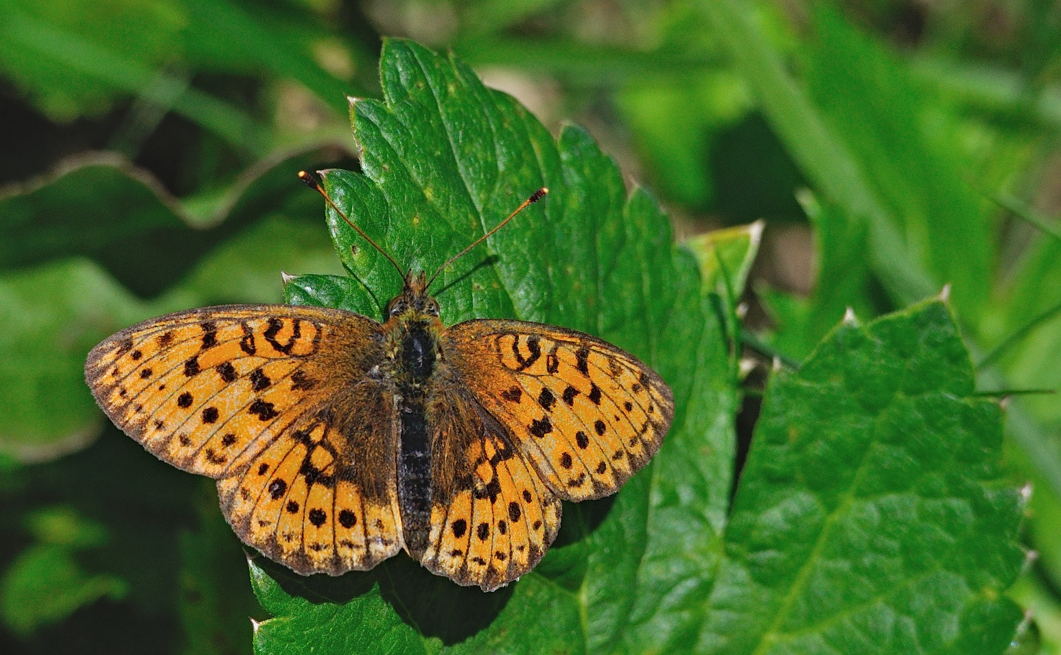 photo A053188, © Adriaan van Os, Andermatt 26-08-2019, altitude 1700 m, Brenthis ino